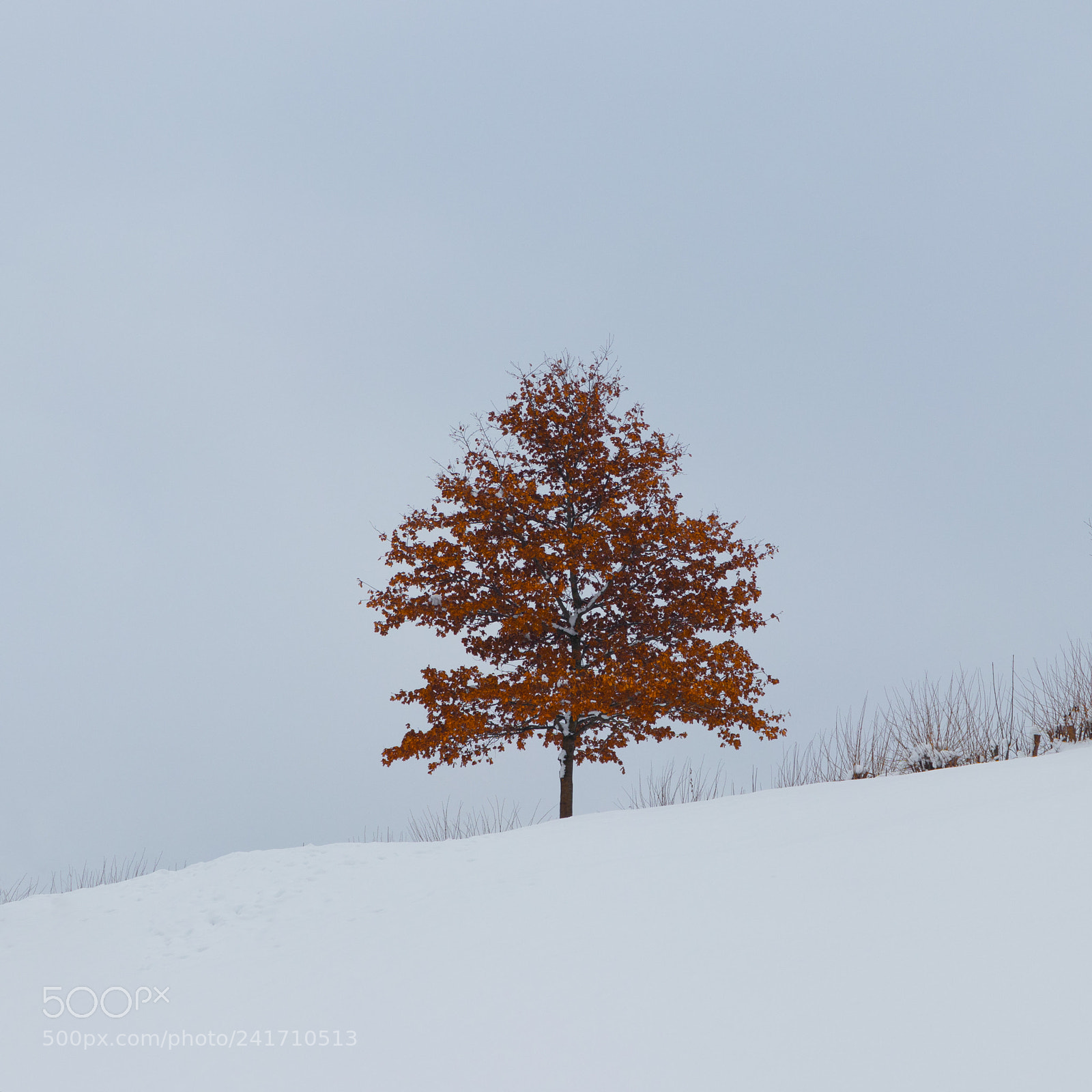 Canon EOS 200D (EOS Rebel SL2 / EOS Kiss X9) sample photo. Red tree in snowy photography