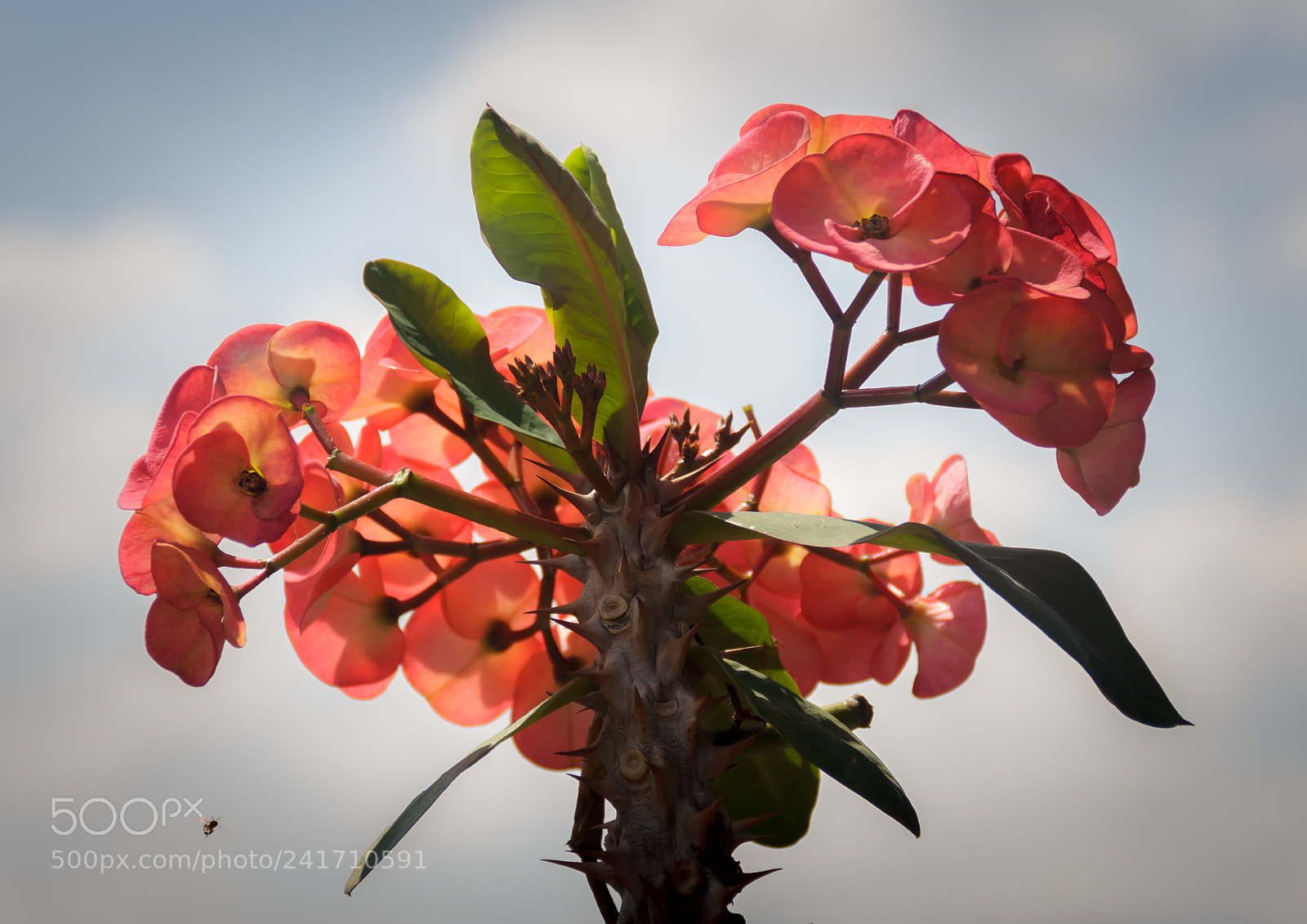 Canon EOS 60D sample photo. Santa cruz photography
