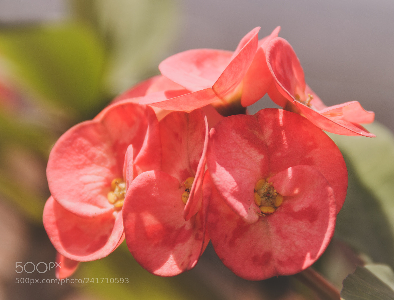 Canon EOS 60D sample photo. Santa cruz photography
