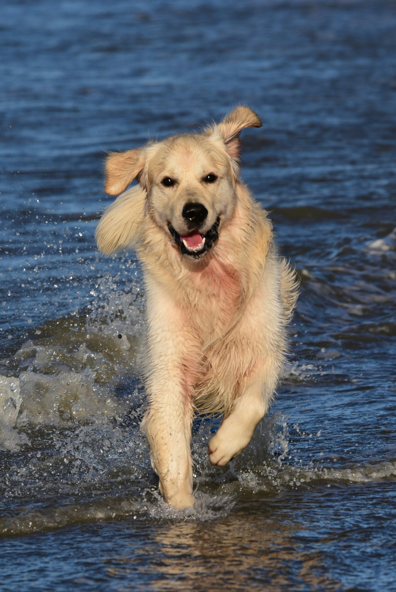 Sigma 120-400mm F4.5-5.6 DG OS HSM sample photo. Golden beach photography