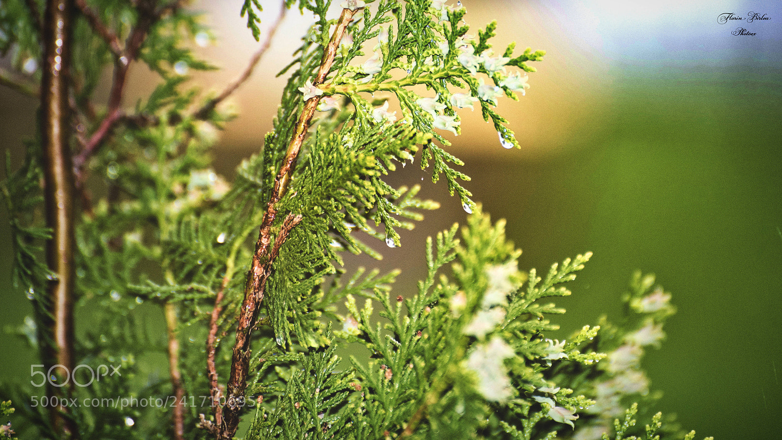 Nikon D800 sample photo. Flb photography