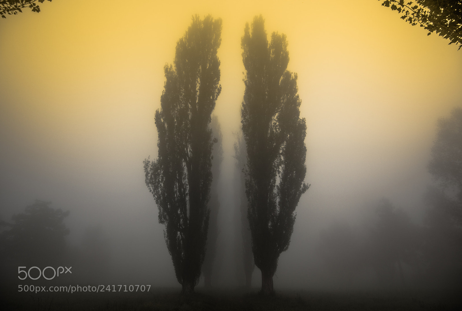 Nikon D810 sample photo. Paesaggi natura alberi photography