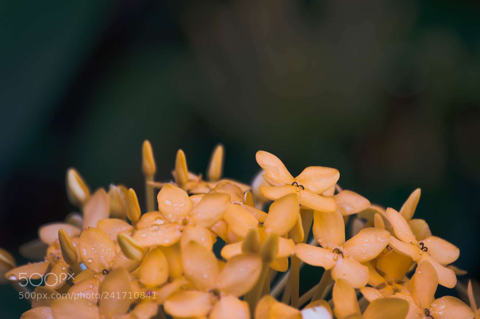 Nikon D3200 sample photo. Ixora photography