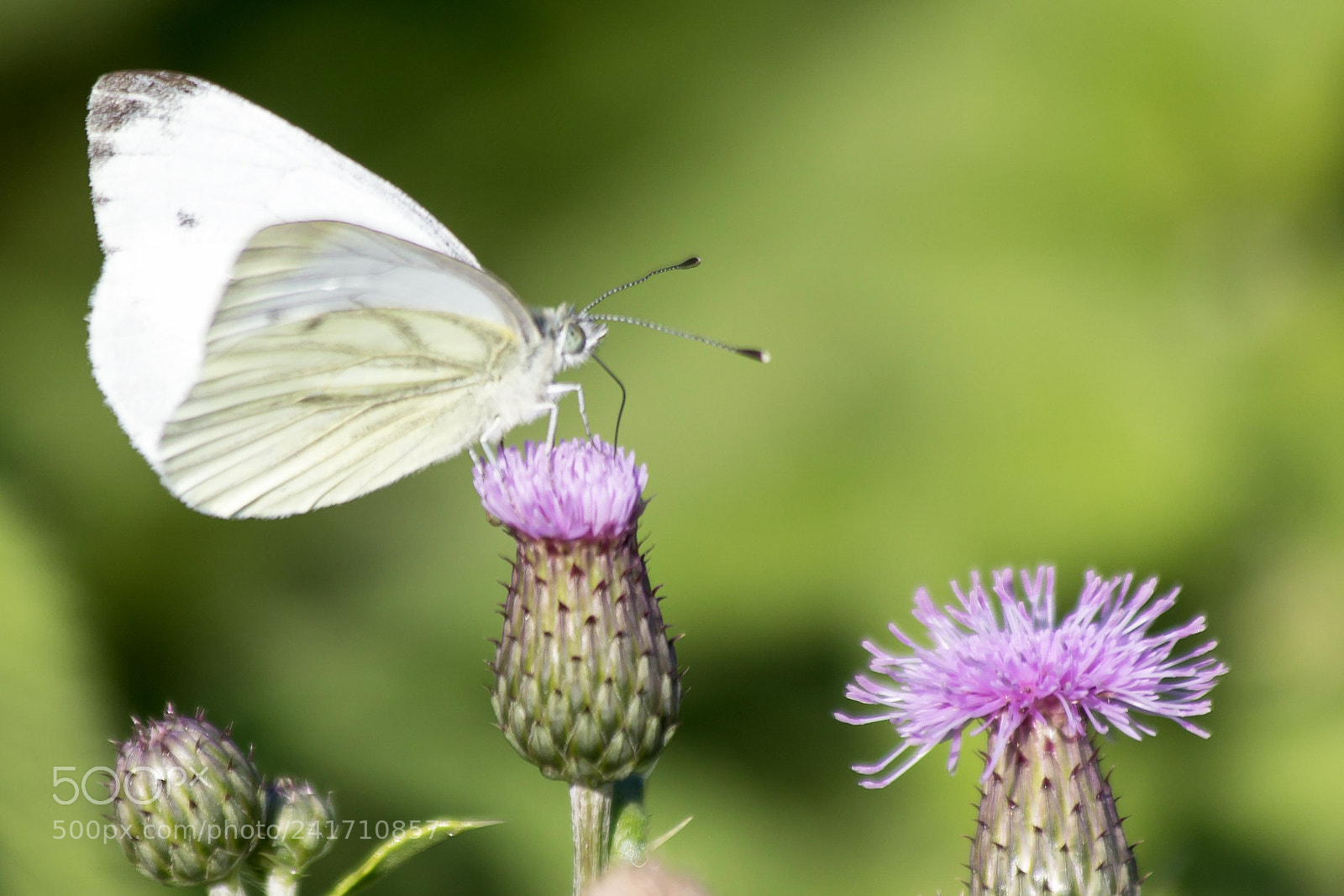 Canon EOS 60D sample photo. Butterfly photography