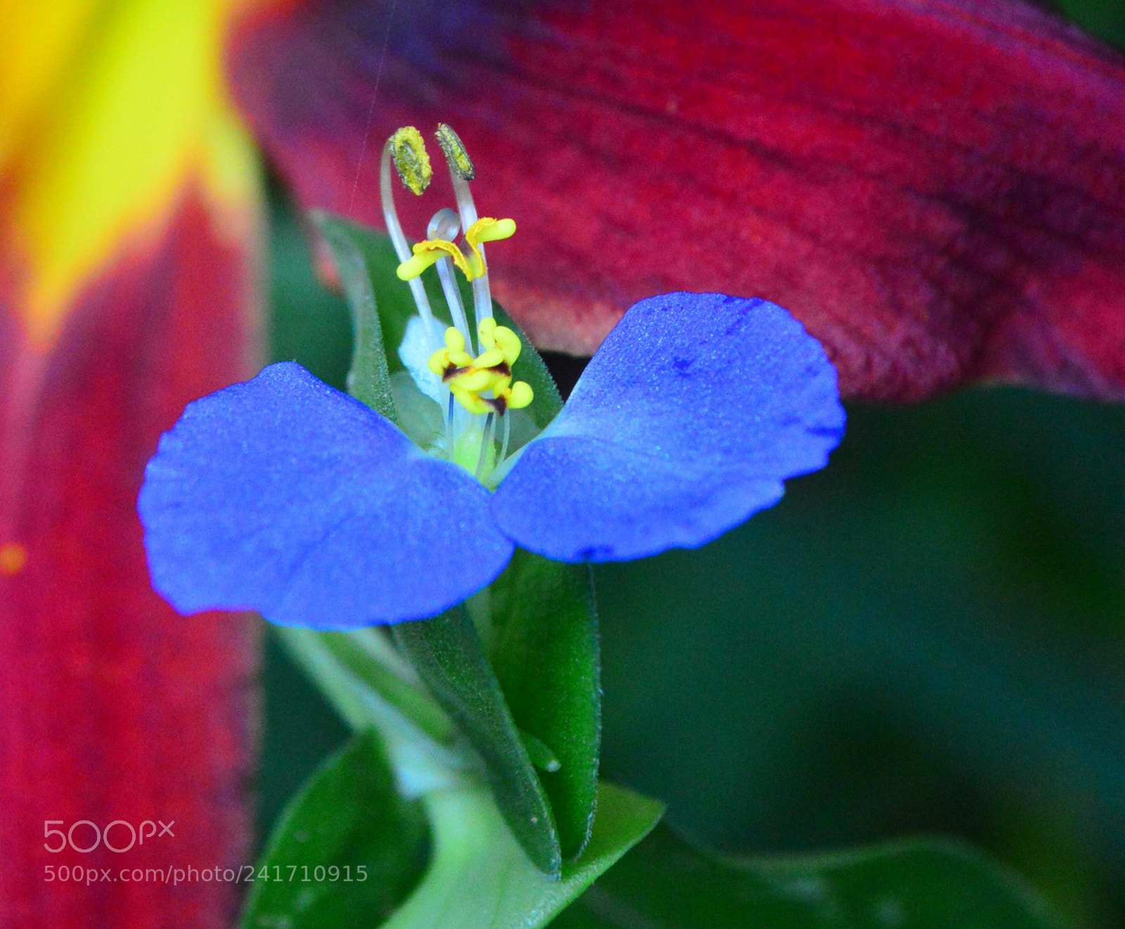 Nikon D3200 sample photo. Blue&red photography