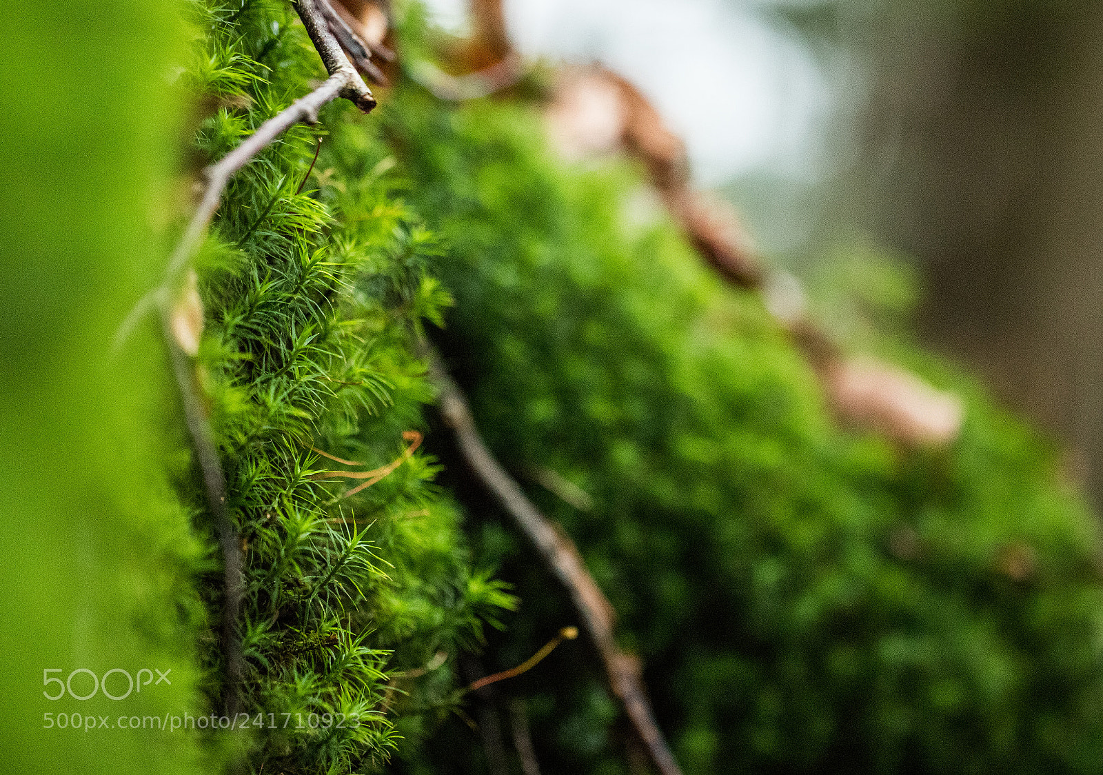 Canon EOS 6D Mark II sample photo. Great green wall photography