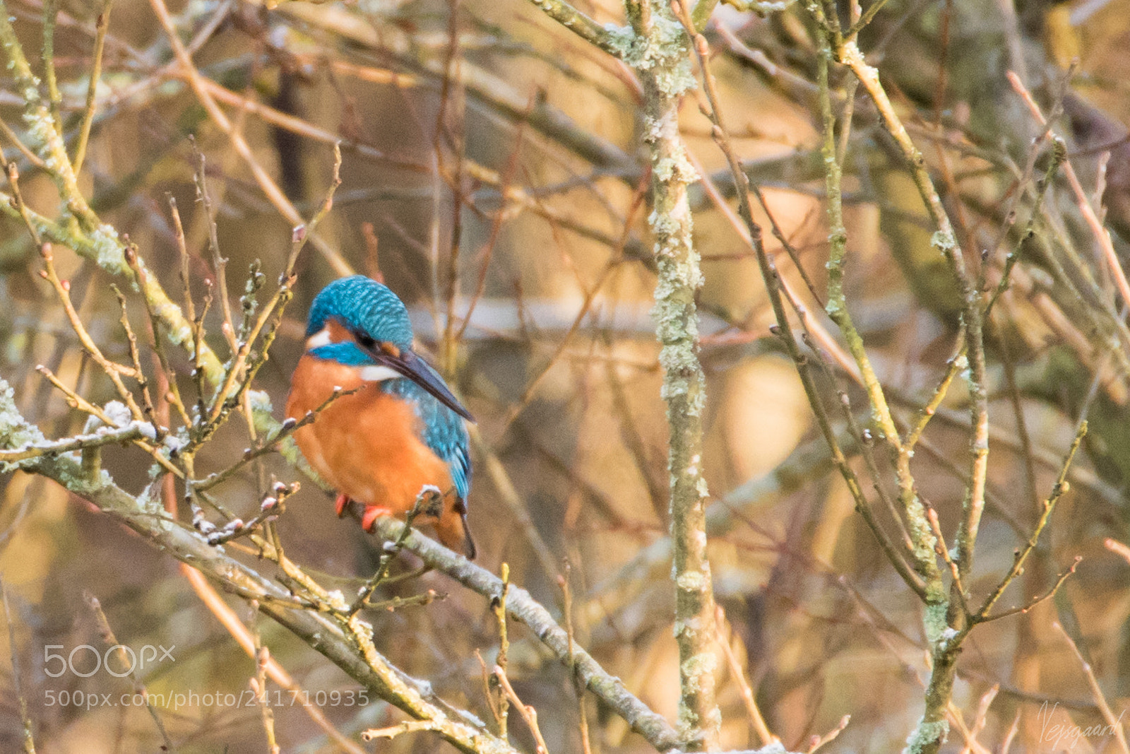 Nikon D5500 sample photo. Kingfisher male gone fishing photography
