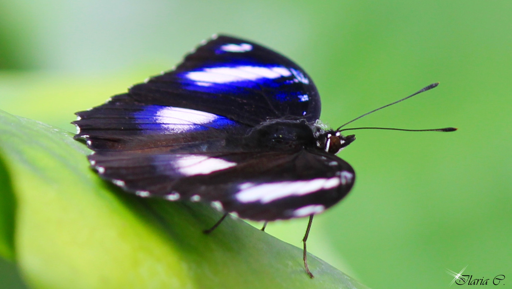 Canon EF-S 55-250mm F4-5.6 IS II sample photo. Butterfly photography