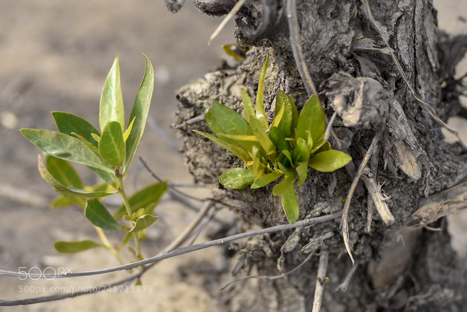 Nikon D7200 sample photo. Untitled photography