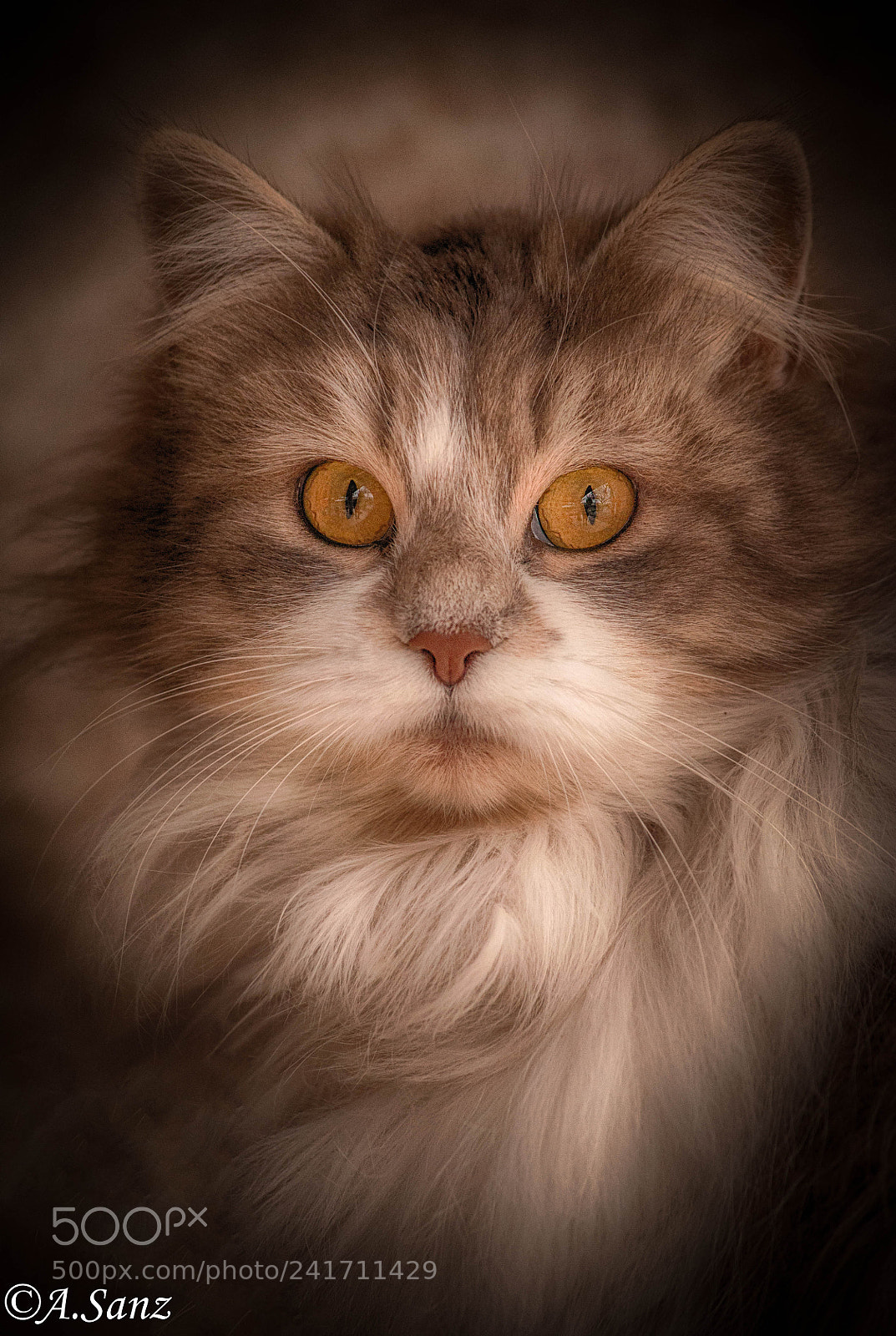 Nikon D90 sample photo. Mirada photography
