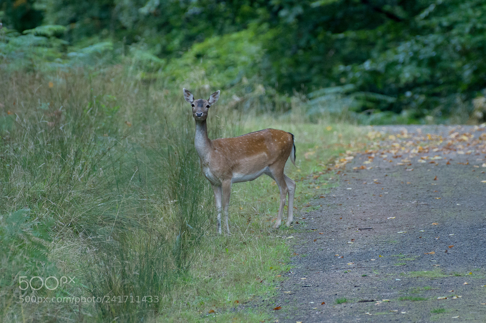 Nikon D7200 sample photo. Fallow doe photography