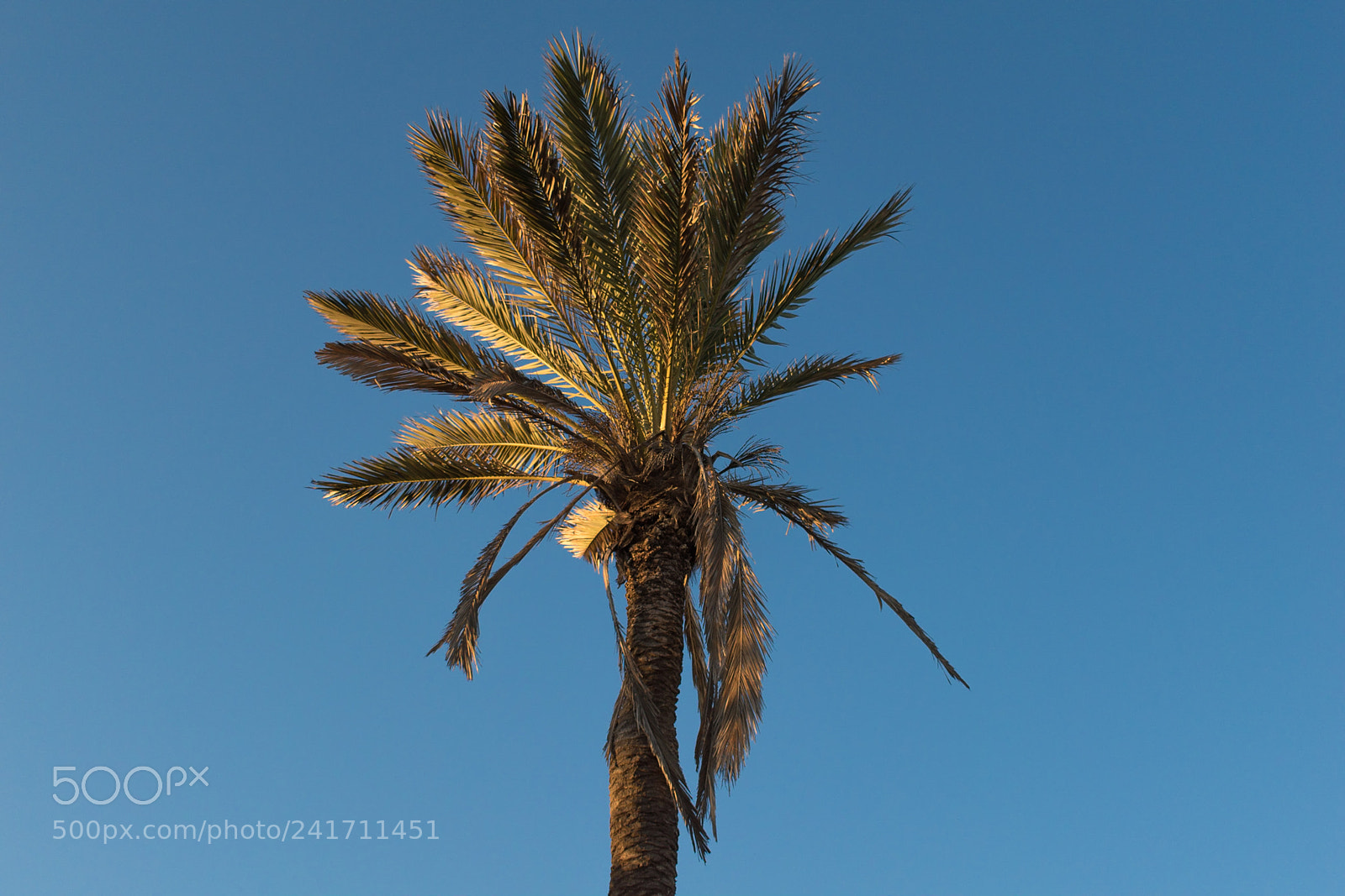 Nikon D5600 sample photo. Palm tree on a photography