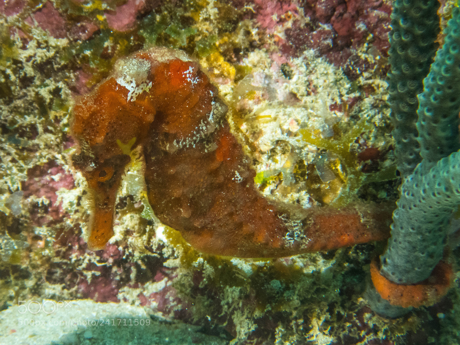 Olympus TG-4 sample photo. A seahorse at roatan photography