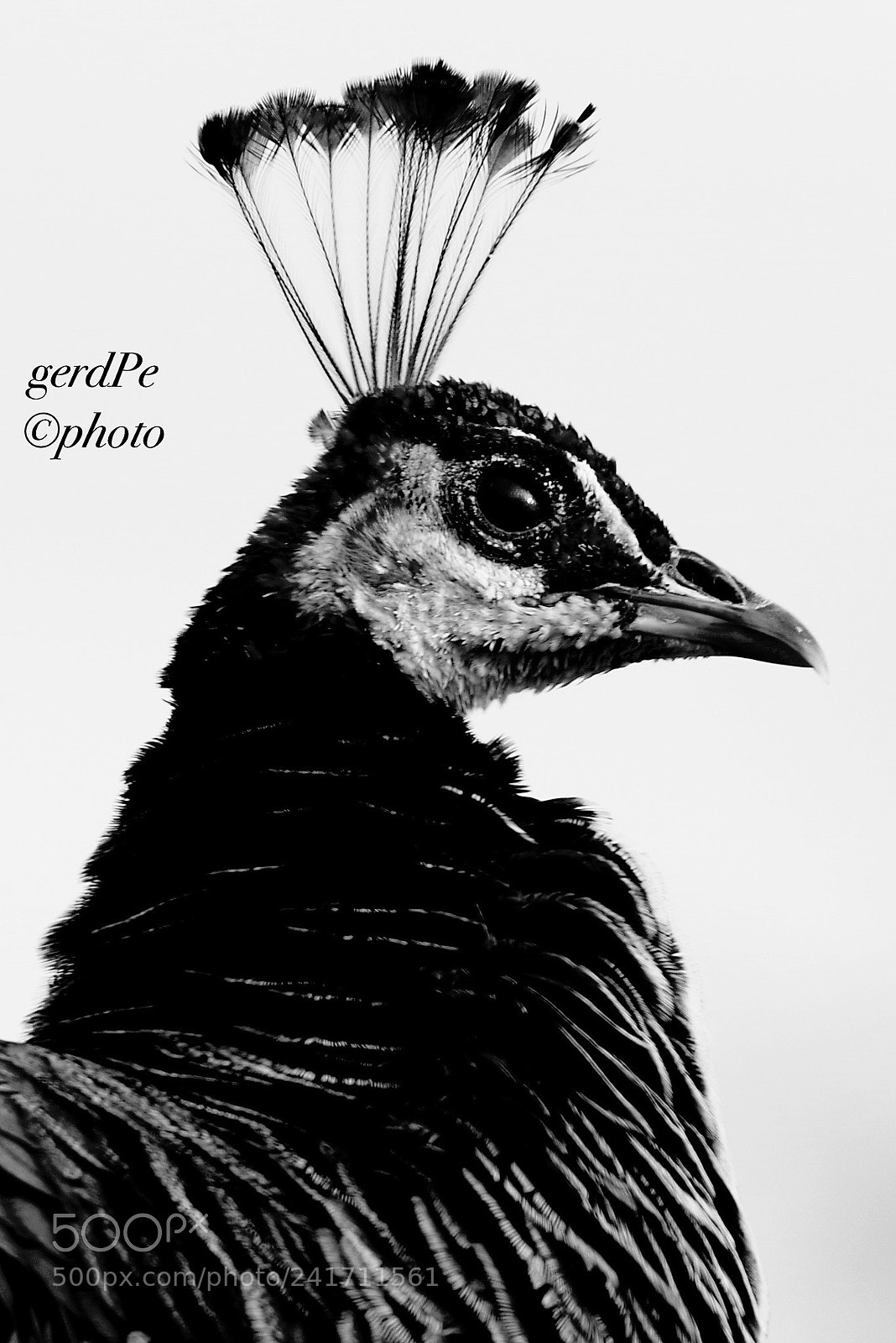 Pentax K-1 sample photo. Peacock portrait photography