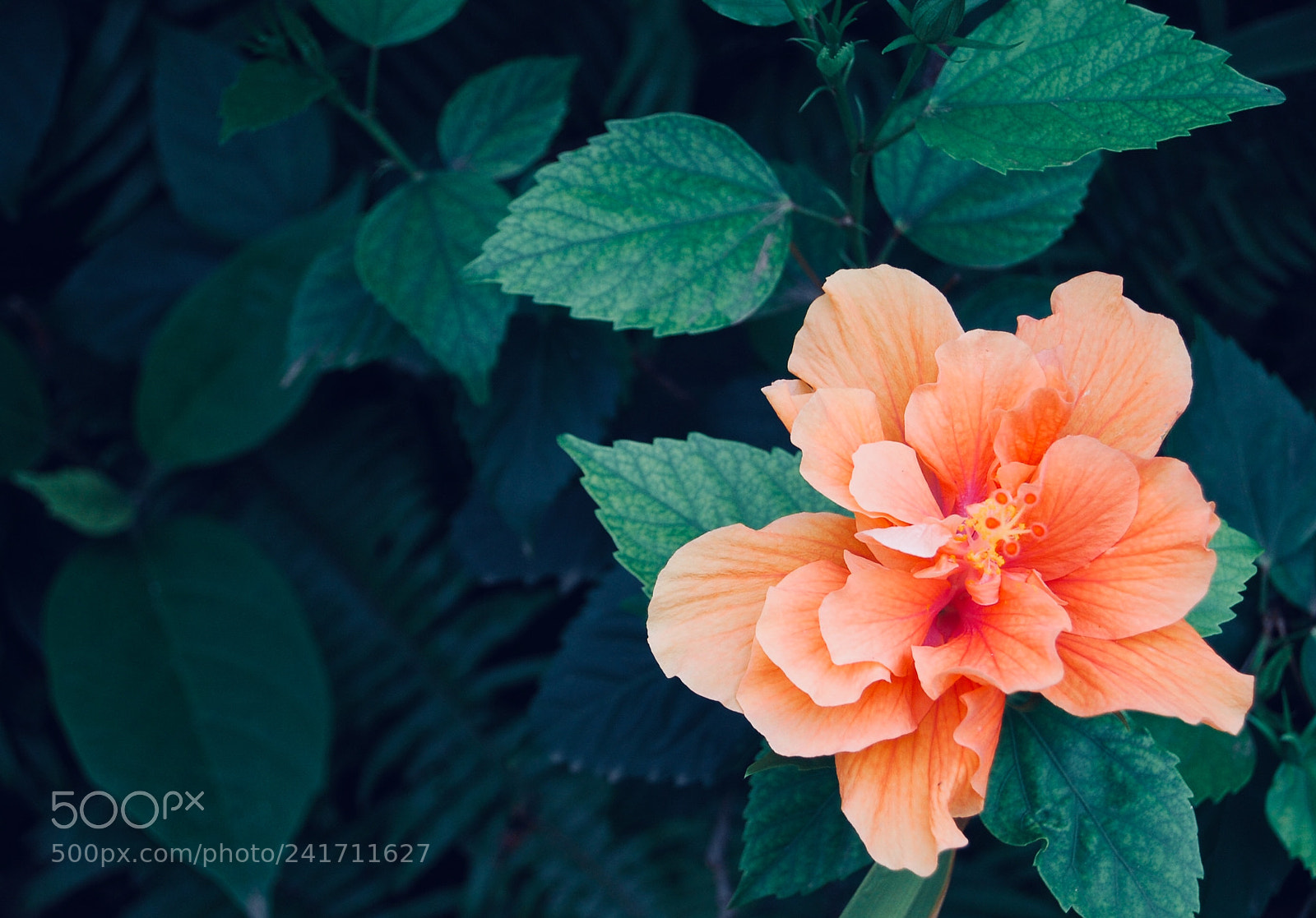 Nikon D40 sample photo. Bush flower photography