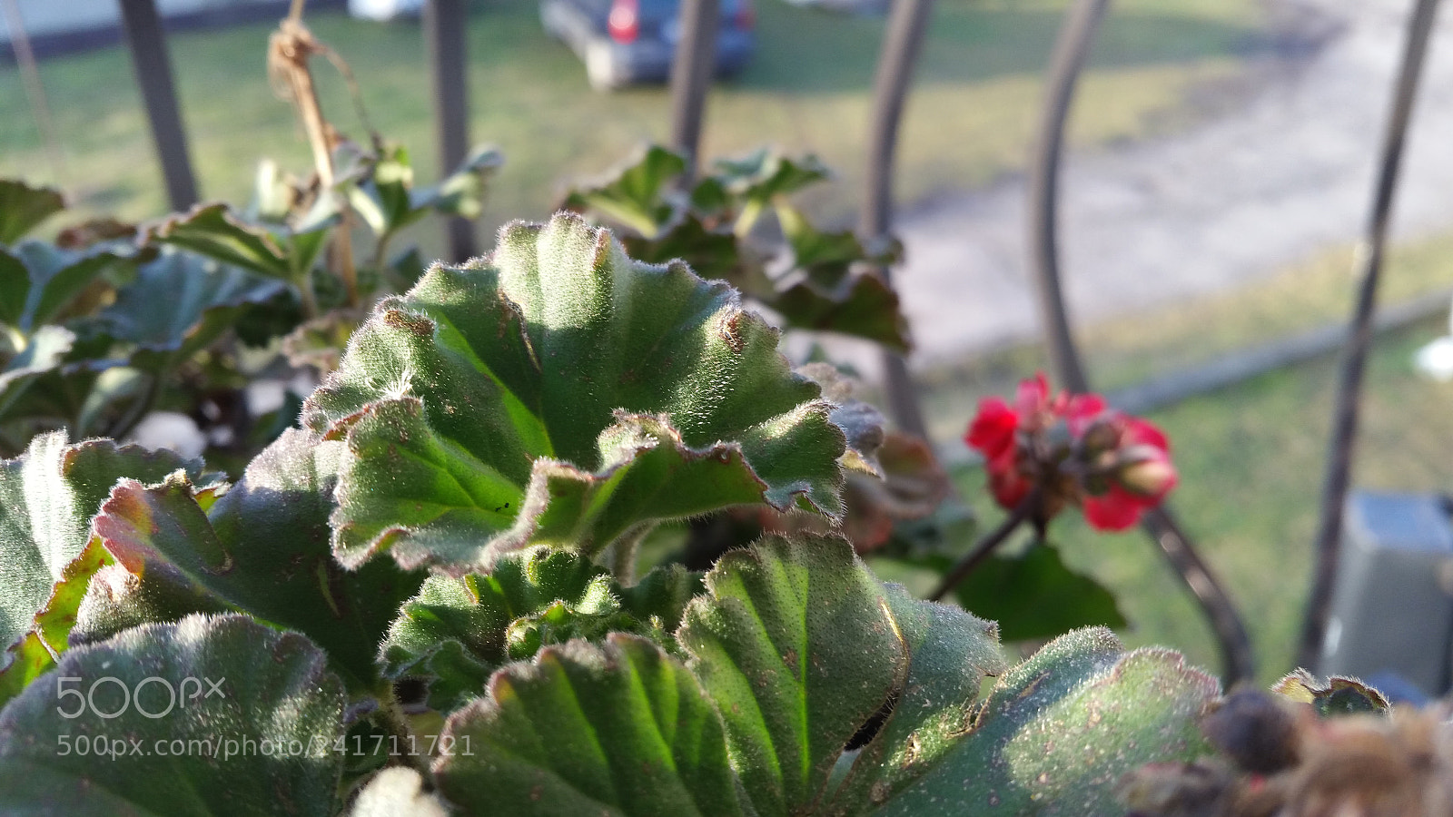 Samsung Galaxy Note4 sample photo. Green green photography