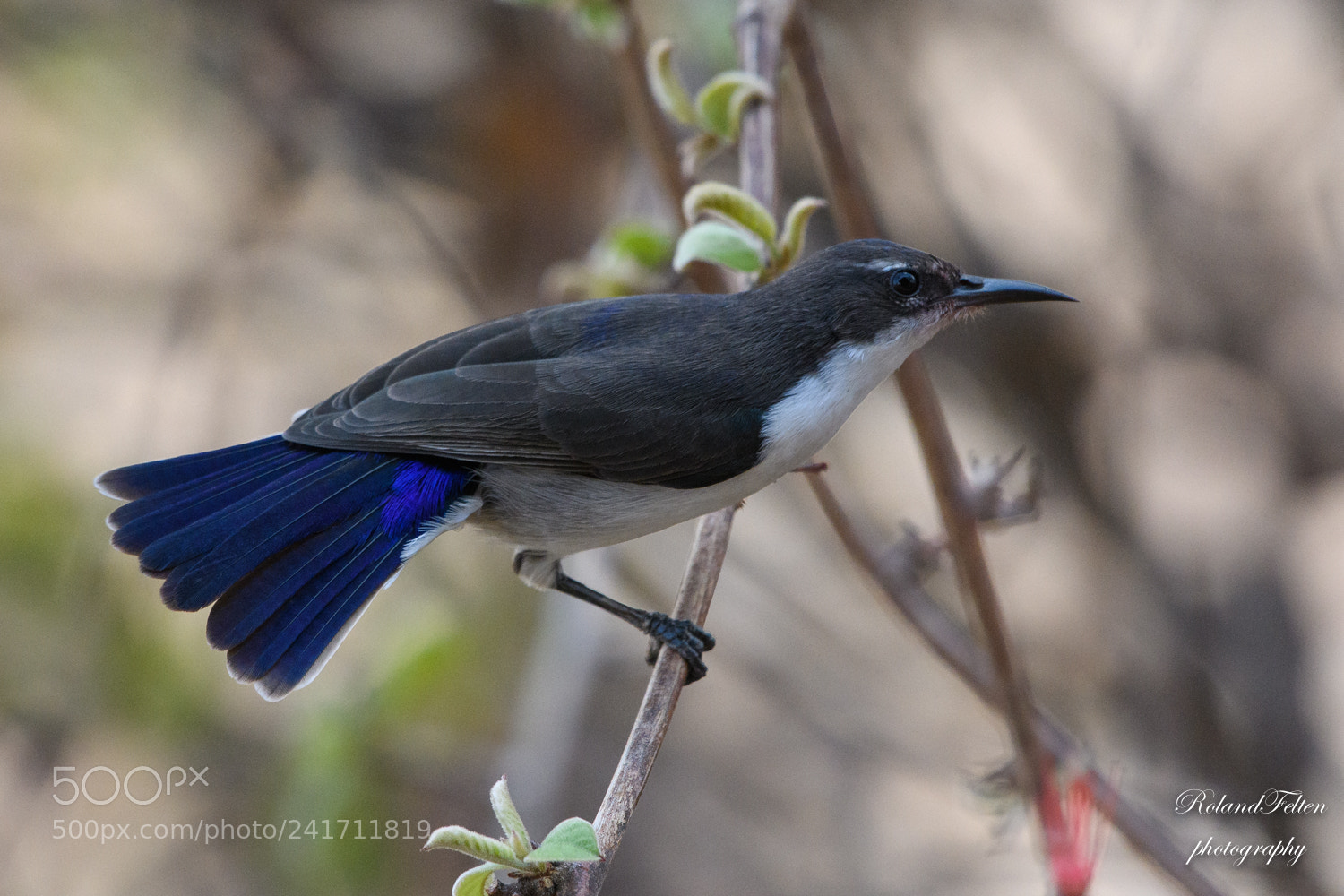 Nikon D500 sample photo. Violet-backed sunbird photography