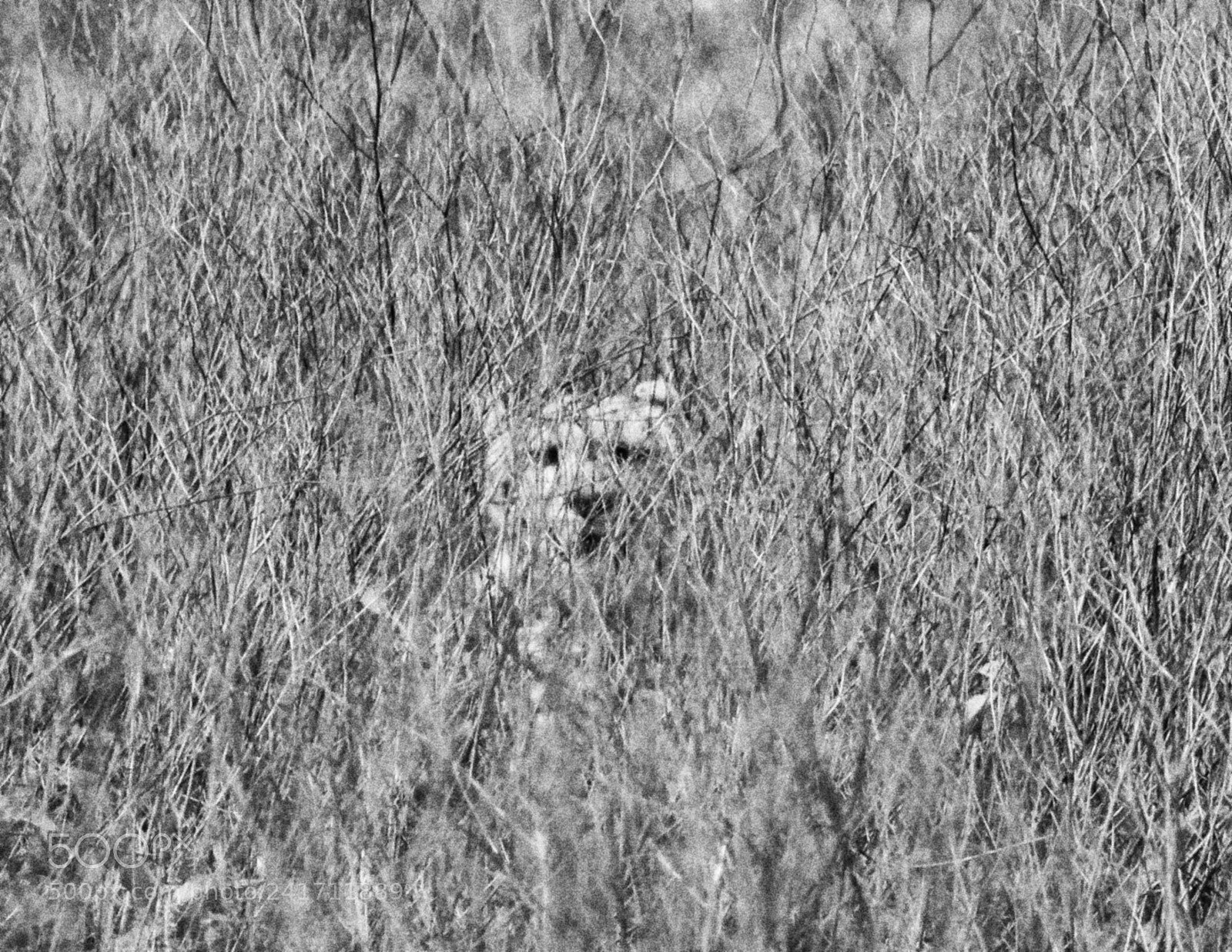 Canon EOS 600D (Rebel EOS T3i / EOS Kiss X5) sample photo. Face in the grass photography