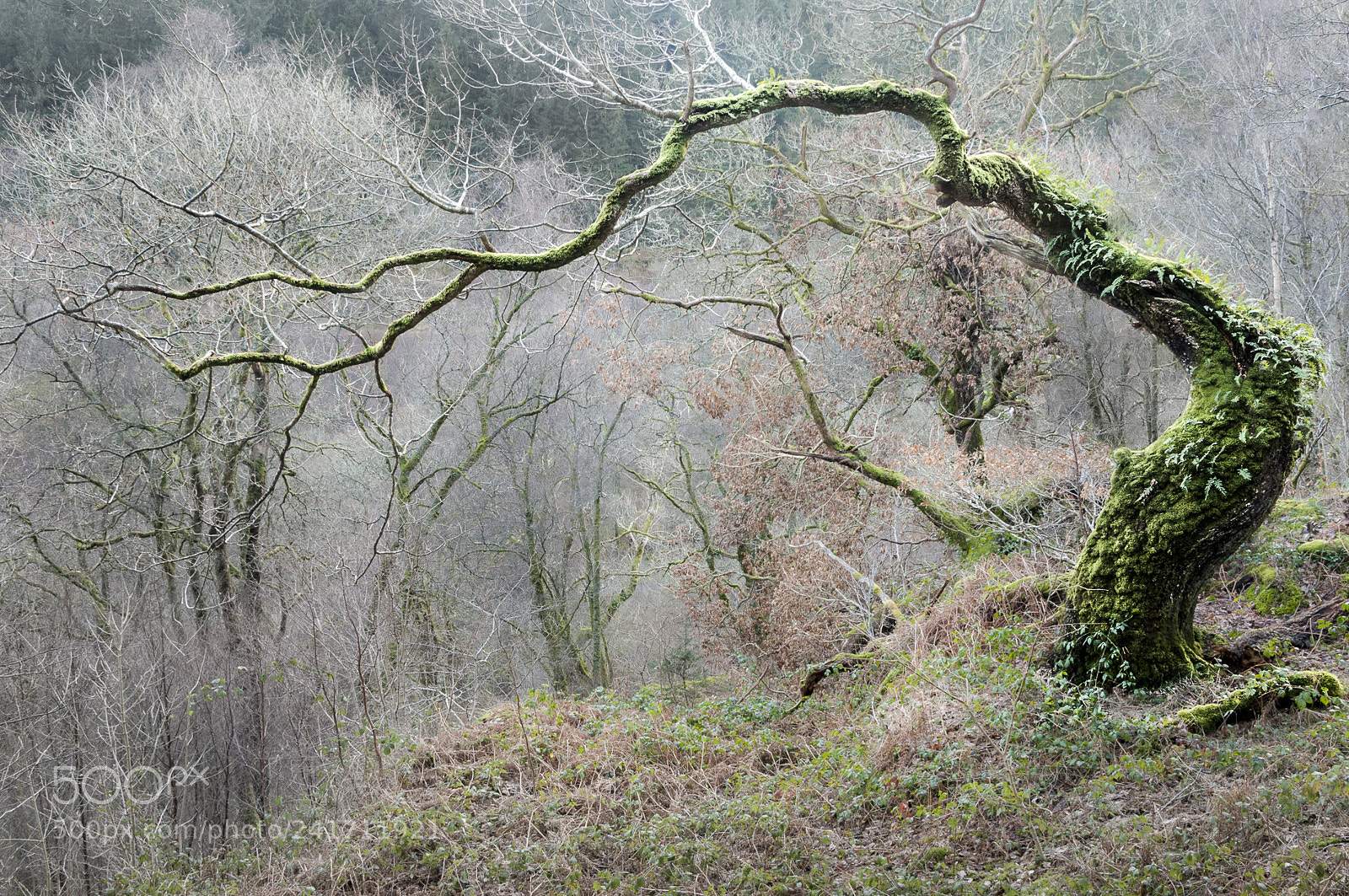 Nikon D300 sample photo. Ancient of days clive photography