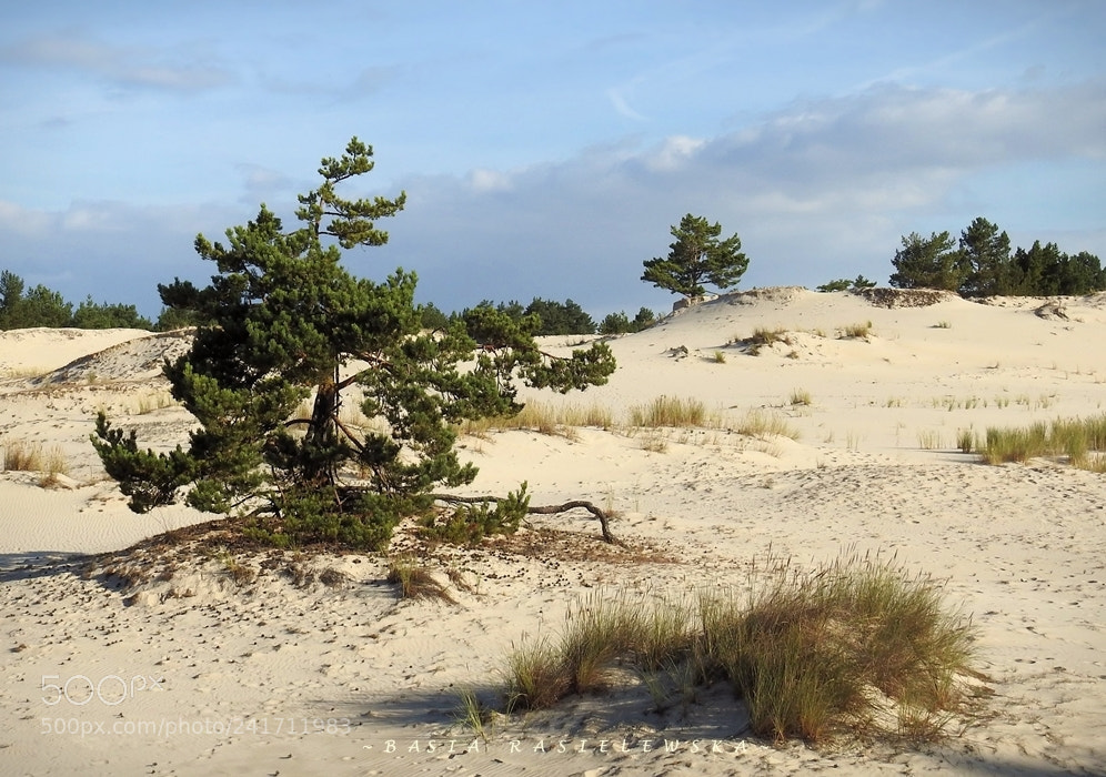 Nikon Coolpix P900 sample photo. The dune in Łeba... photography