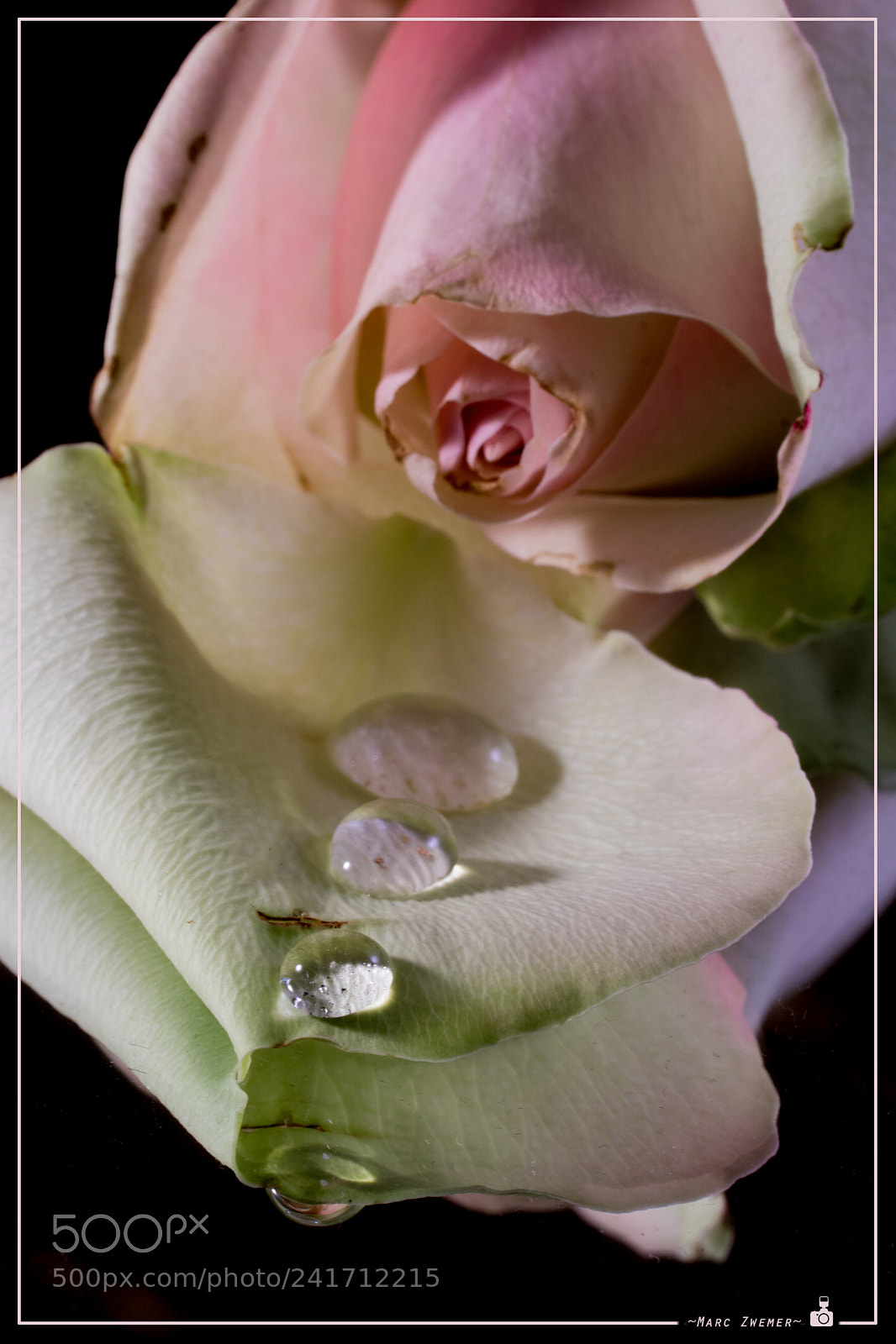 Sony ILCA-77M2 sample photo. Tears of rosa photography