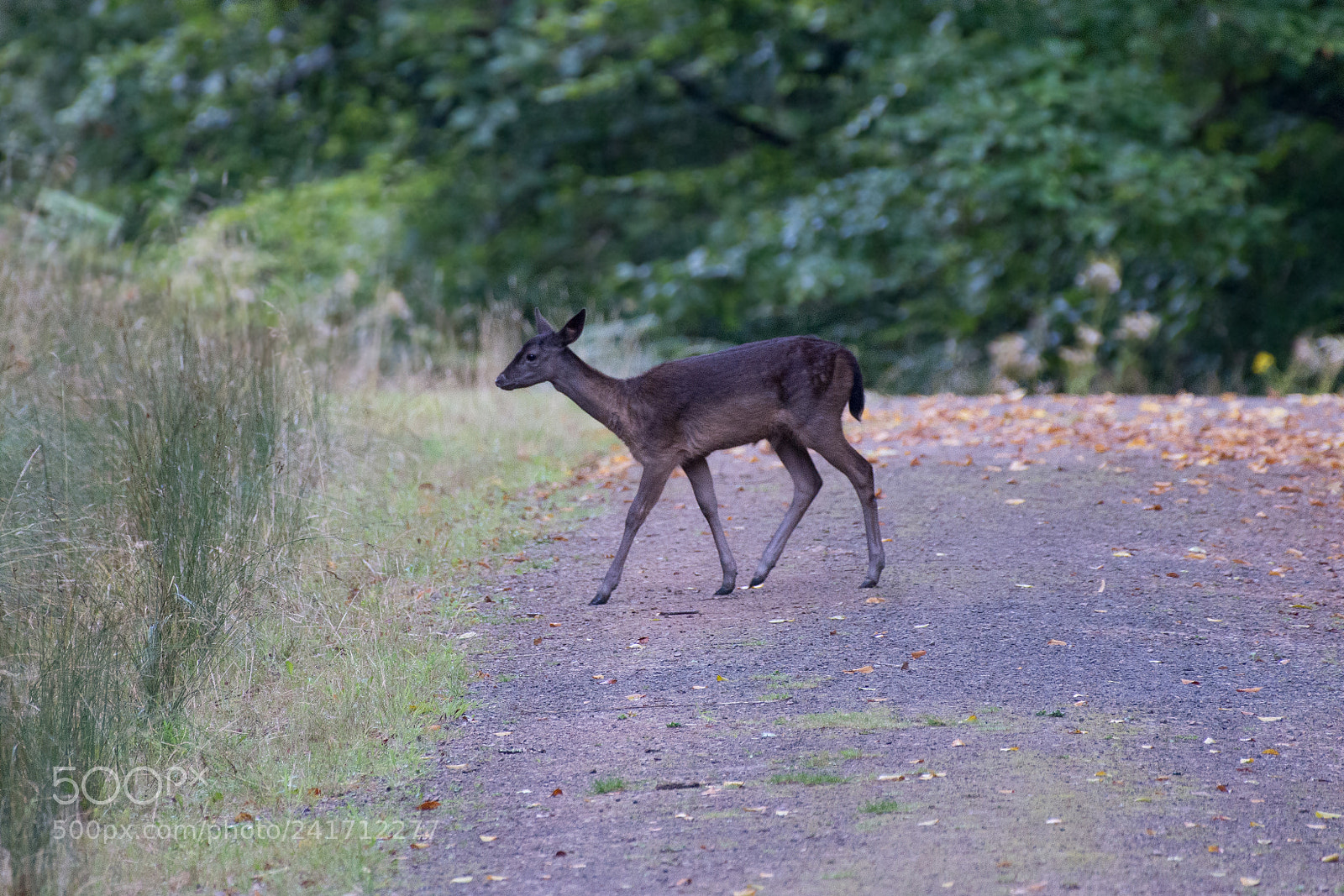 Nikon D7200 sample photo. Fallow fawn photography