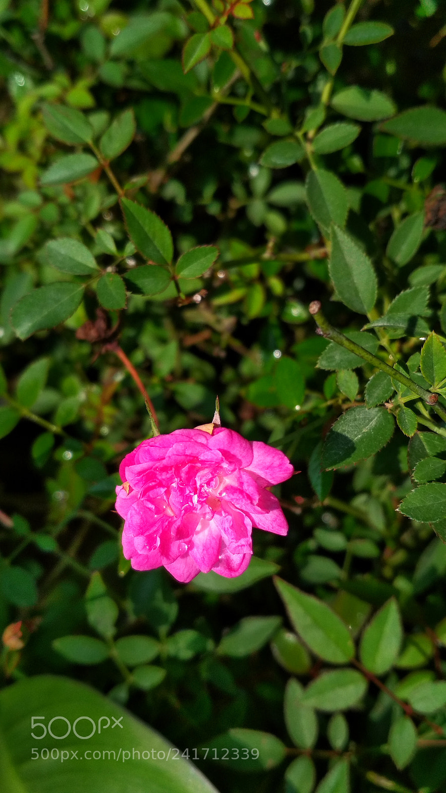 Xiaomi Redmi 4X sample photo. Untitled photography