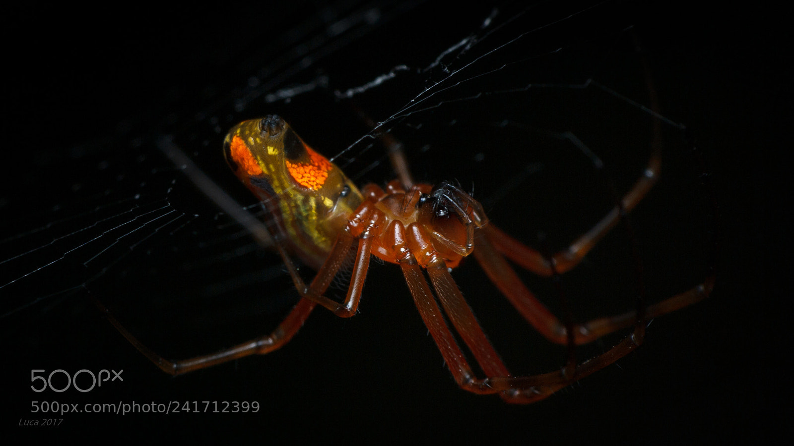 Canon EOS 60D sample photo. Spider light photography