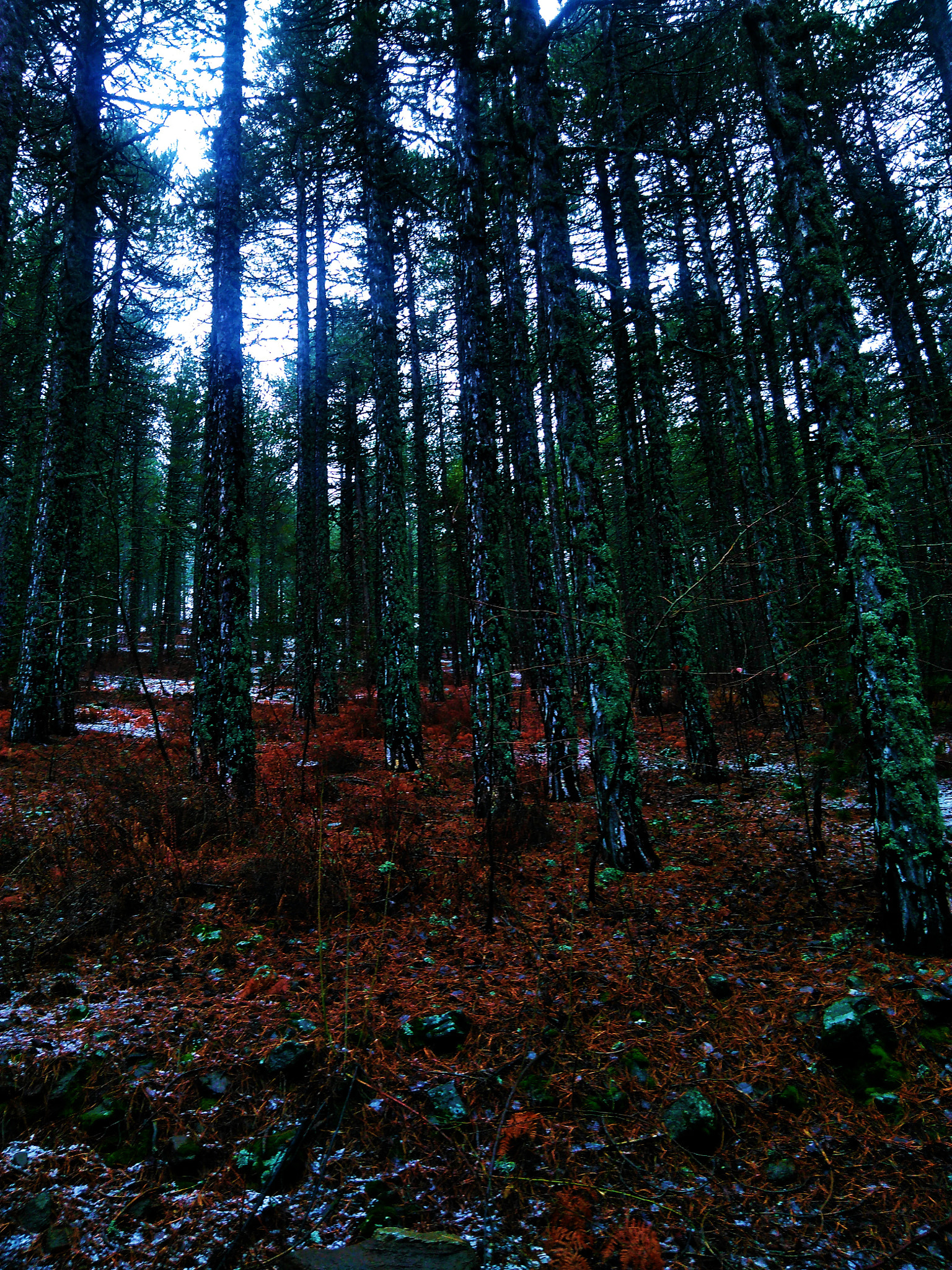 QCOM-AA QCAM-AA sample photo. 22.jpg photography