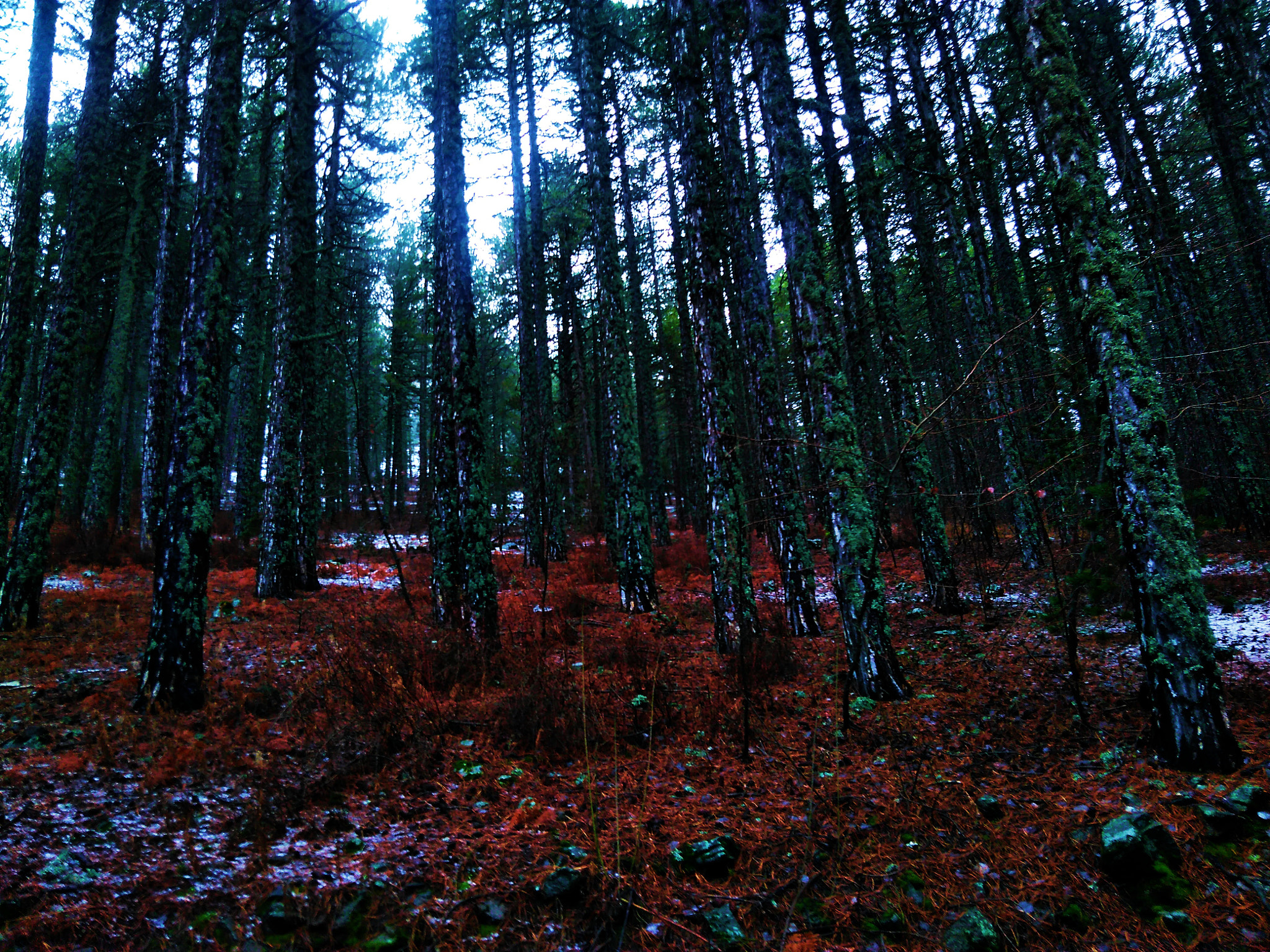 QCOM-AA QCAM-AA sample photo