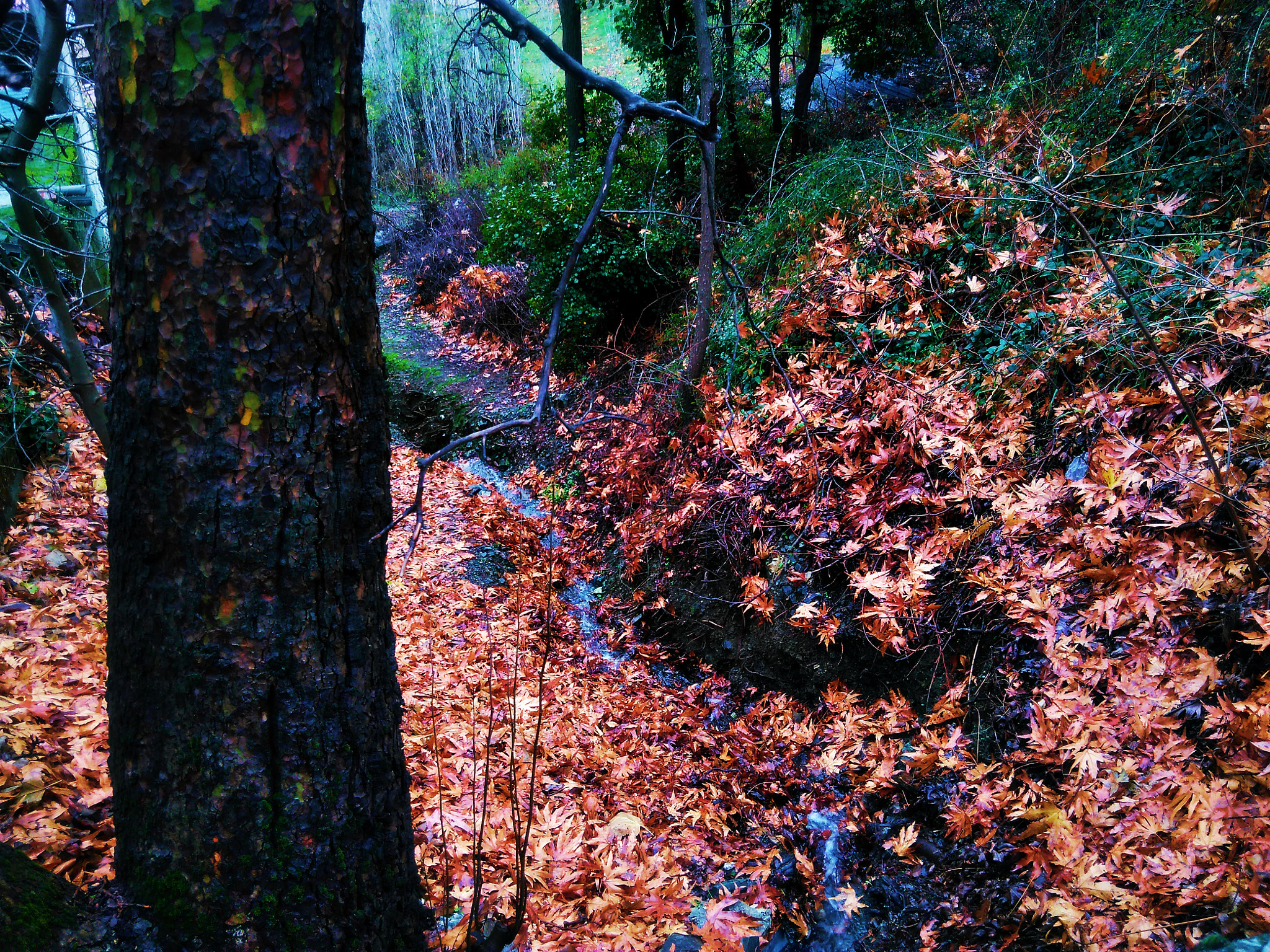 QCOM-AA QCAM-AA sample photo