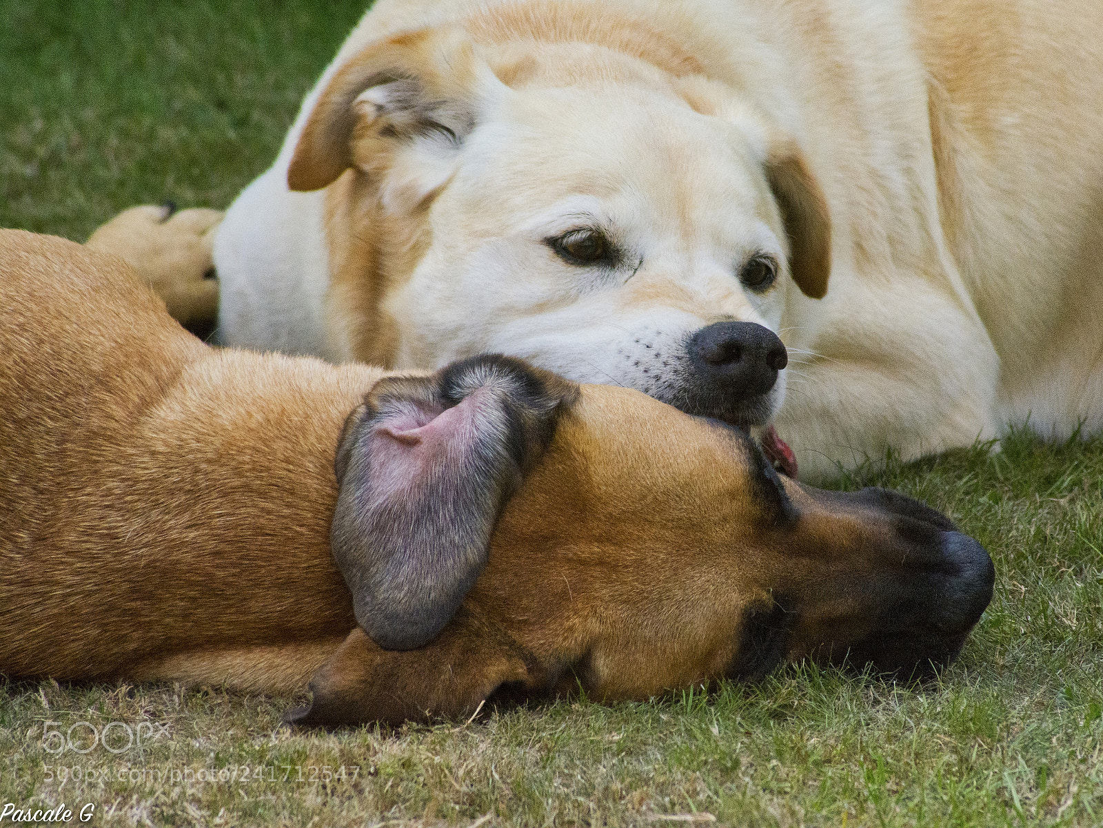 Nikon D7100 sample photo. Hugs ! calins de chien ! photography
