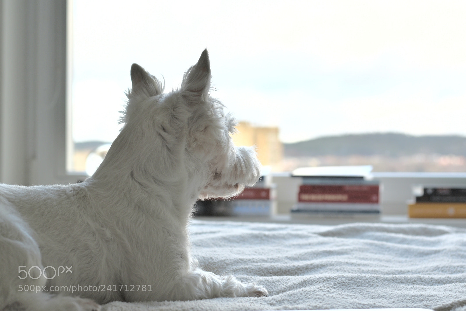 Nikon D5600 sample photo. White photography