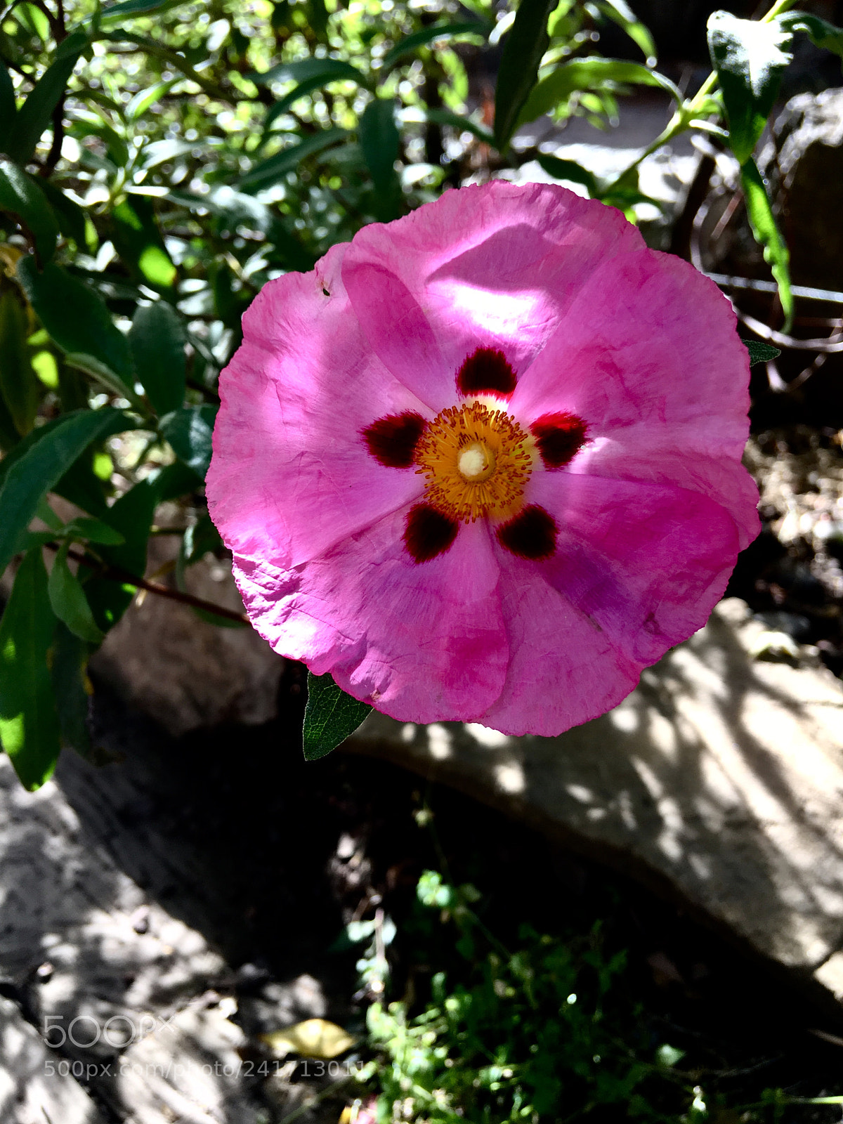 Apple iPhone SE sample photo. Untitled photography