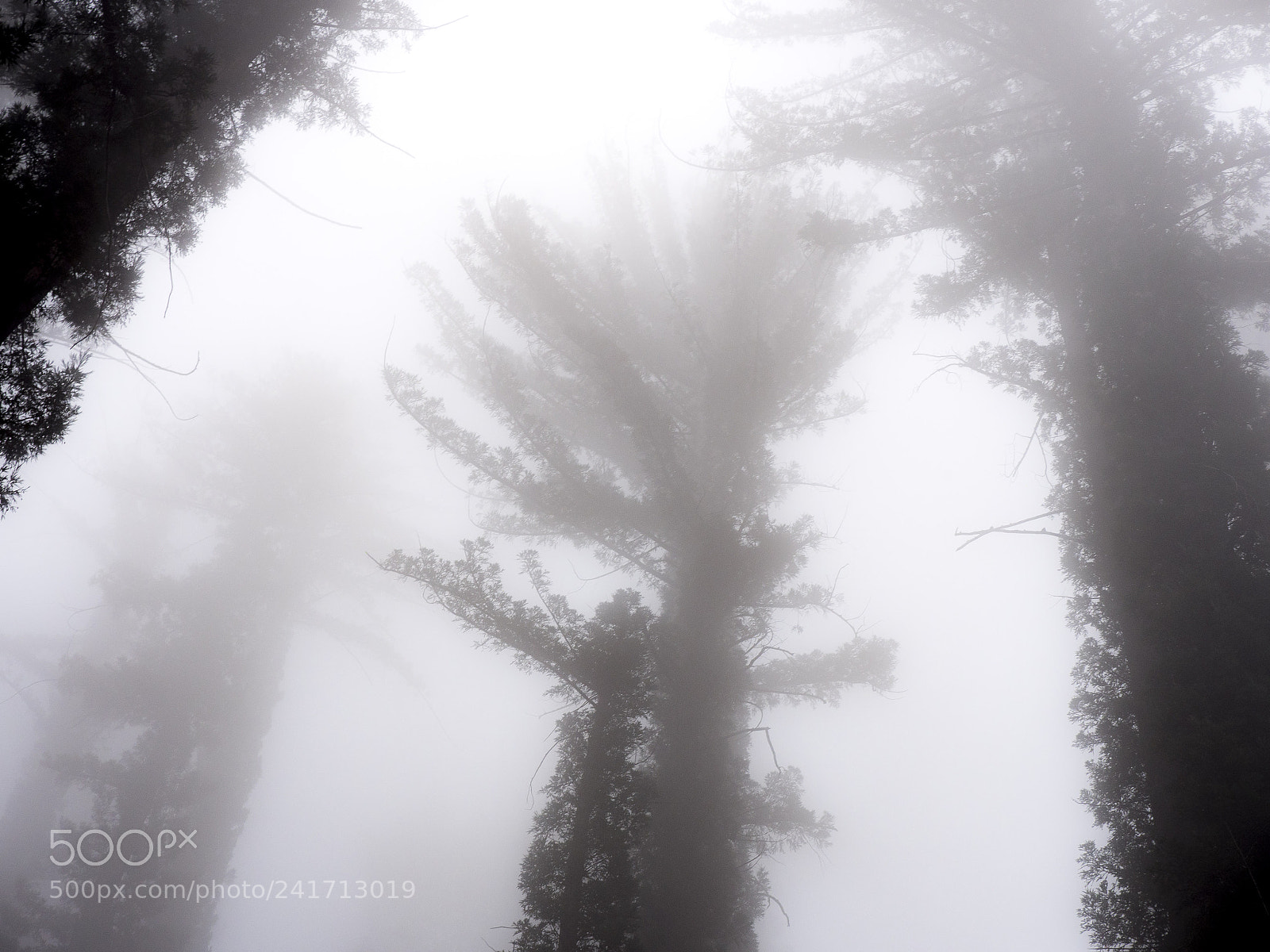 Panasonic Lumix DMC-GH4 sample photo. Foggy tree photography