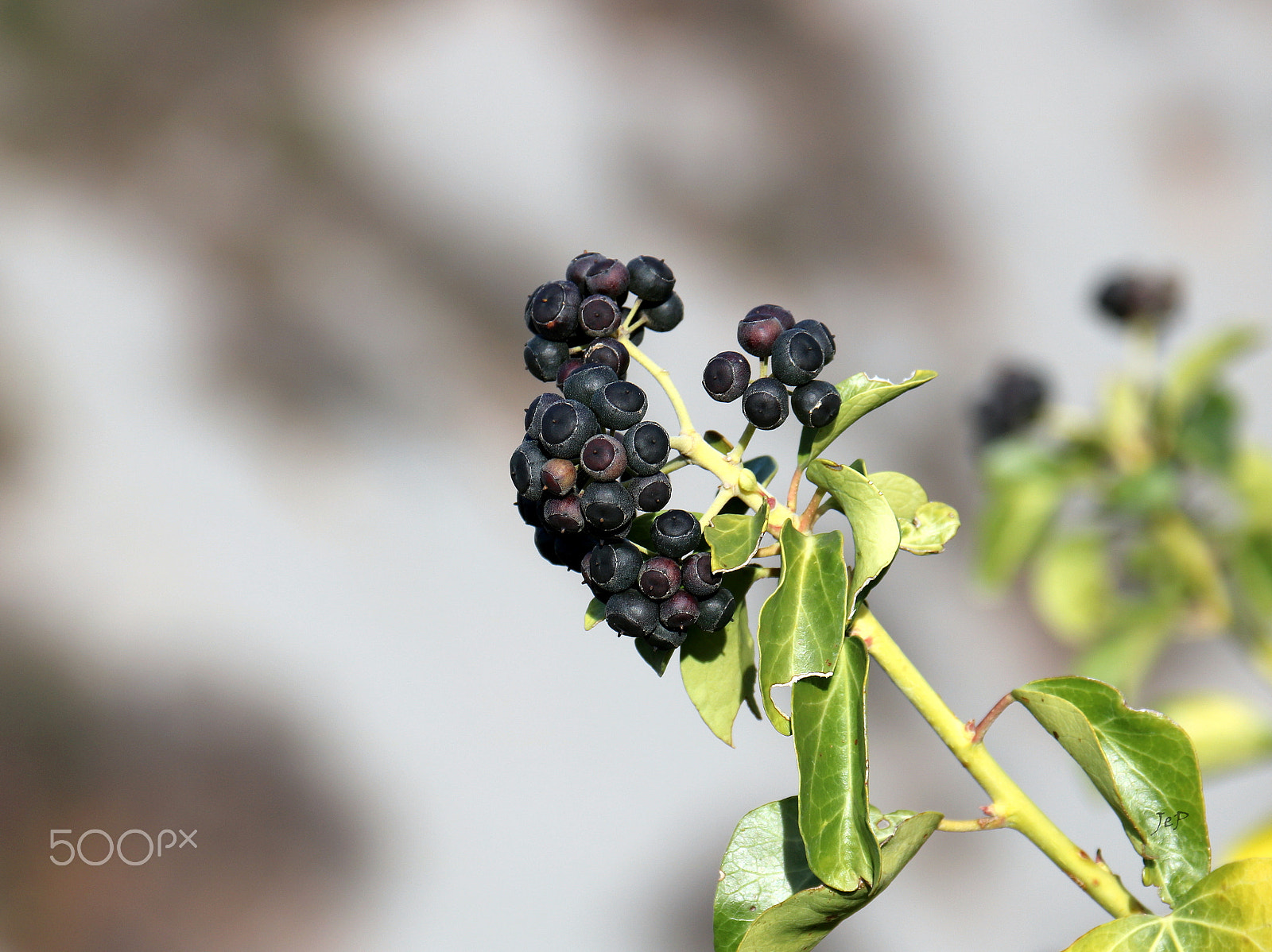 Canon EOS 760D (EOS Rebel T6s / EOS 8000D) sample photo. Something... photography