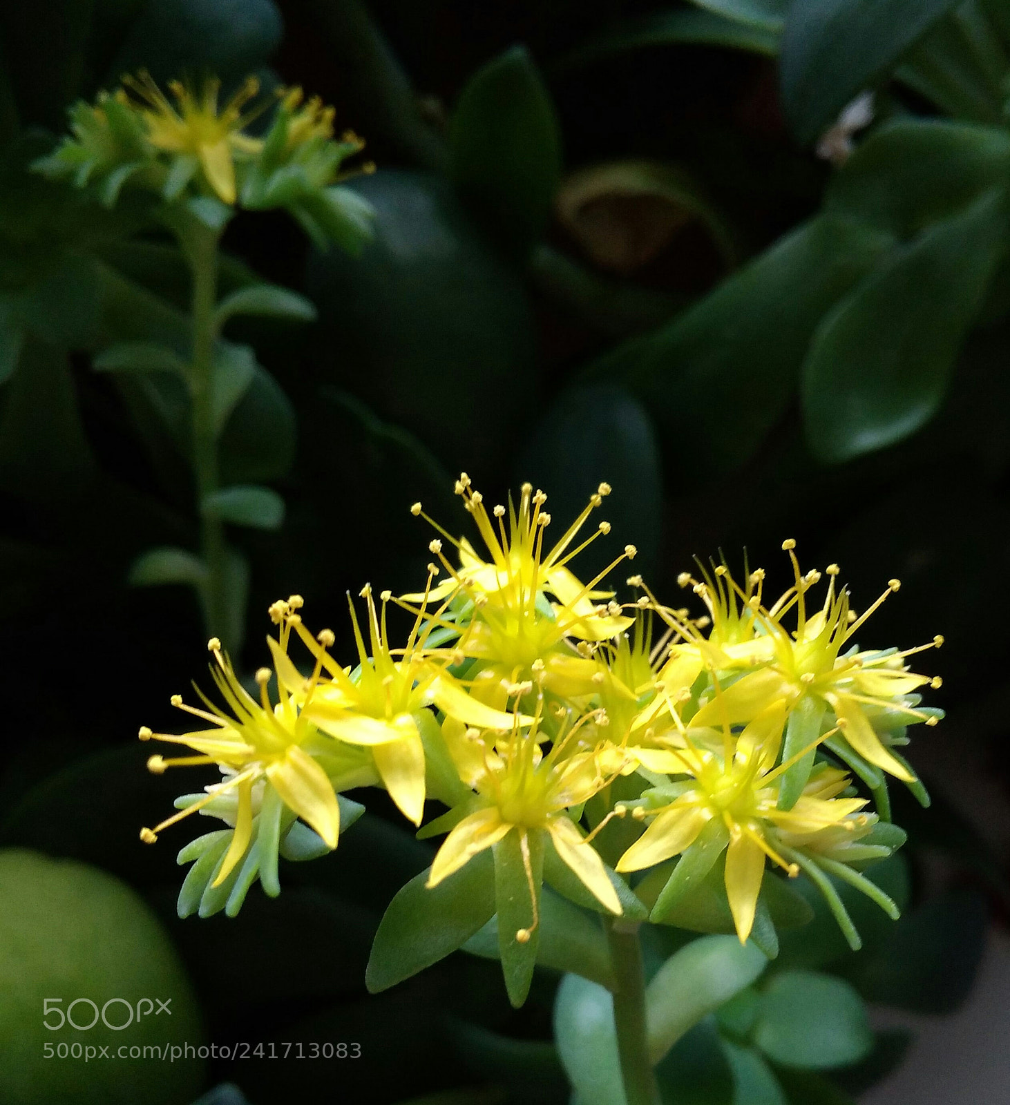 Xiaomi Redmi 4A sample photo. Yellow flower photography