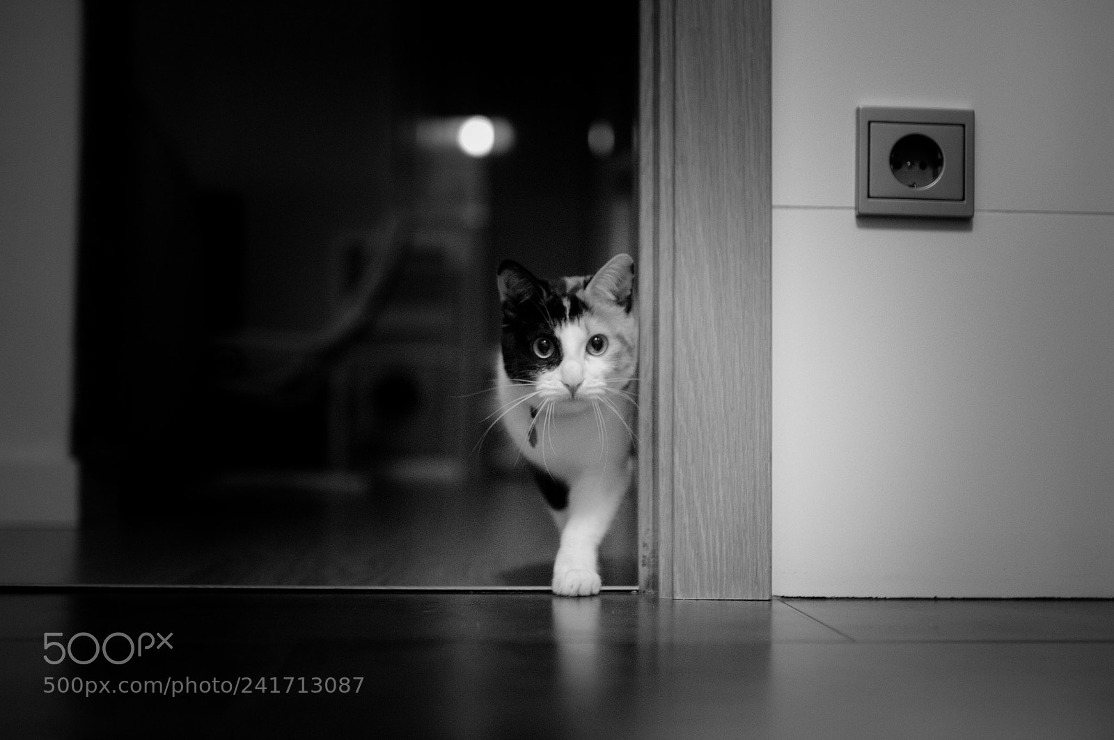 Nikon D300S sample photo. Miau!! photography