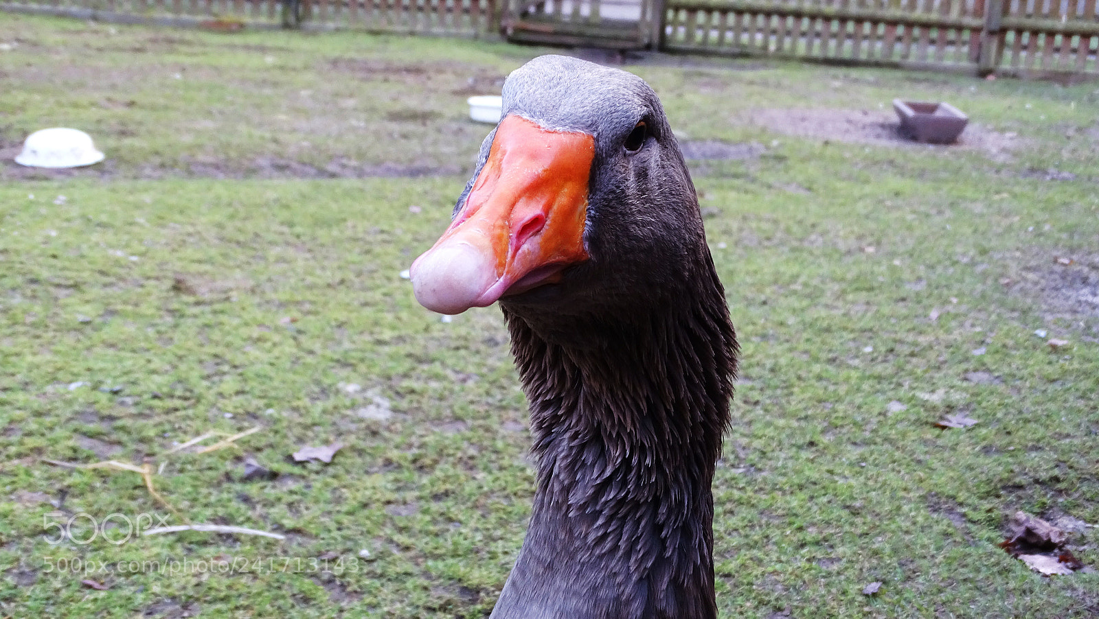 Sony Cyber-shot DSC-HX400V sample photo. Hast du brot photography