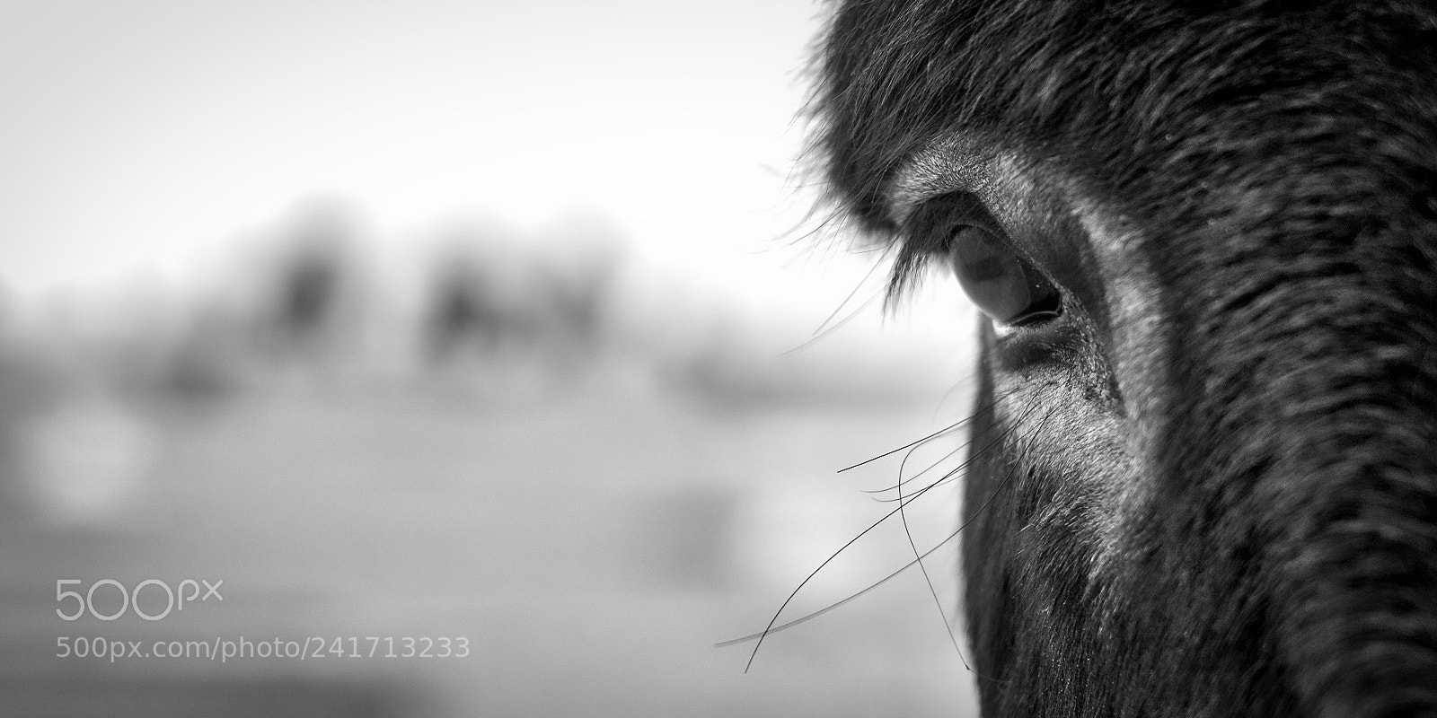 Nikon D300S sample photo. Donkey's eye photography