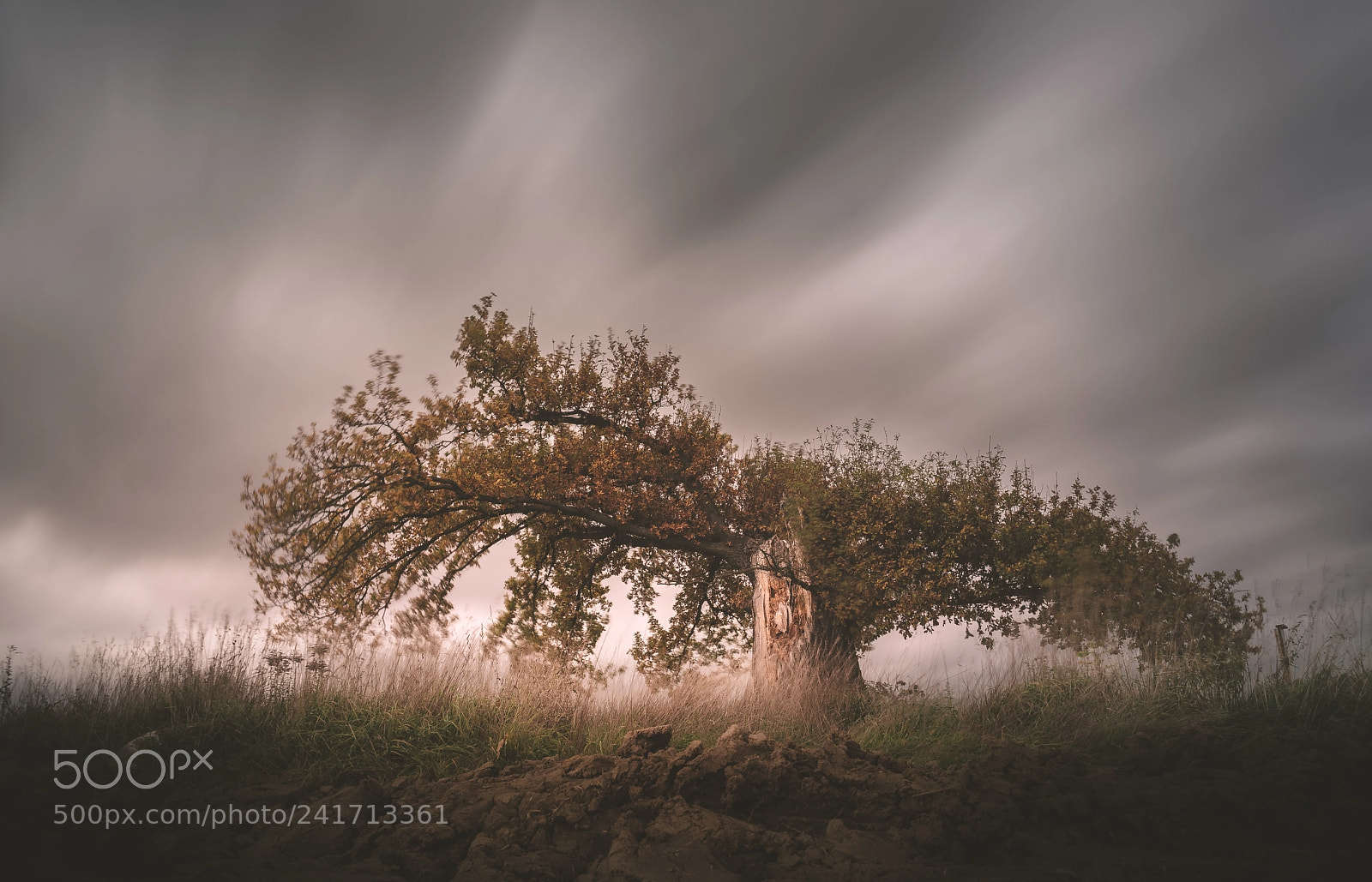 Sony a7 II sample photo. Old tree photography