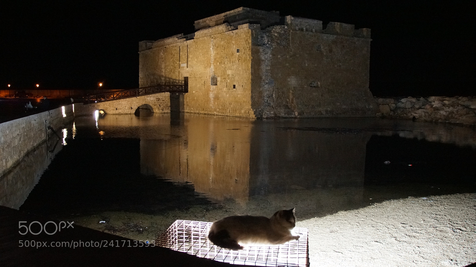 Sony SLT-A65 (SLT-A65V) sample photo. Cat warmer photography
