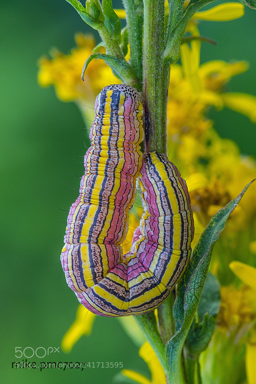Nikon D7100 sample photo. A caterpillar of the photography
