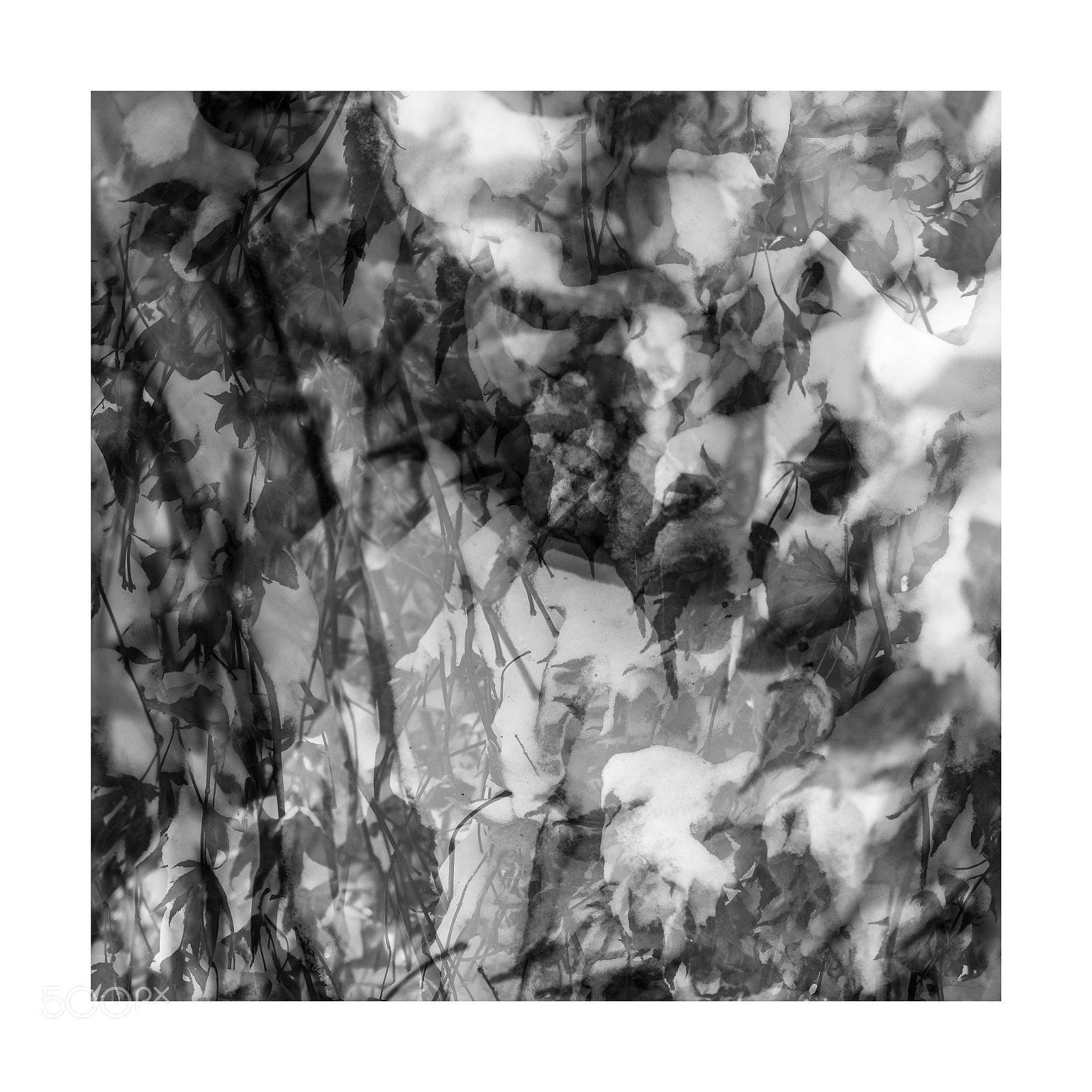 Fujifilm X-T2 sample photo. Leaves & snow photography