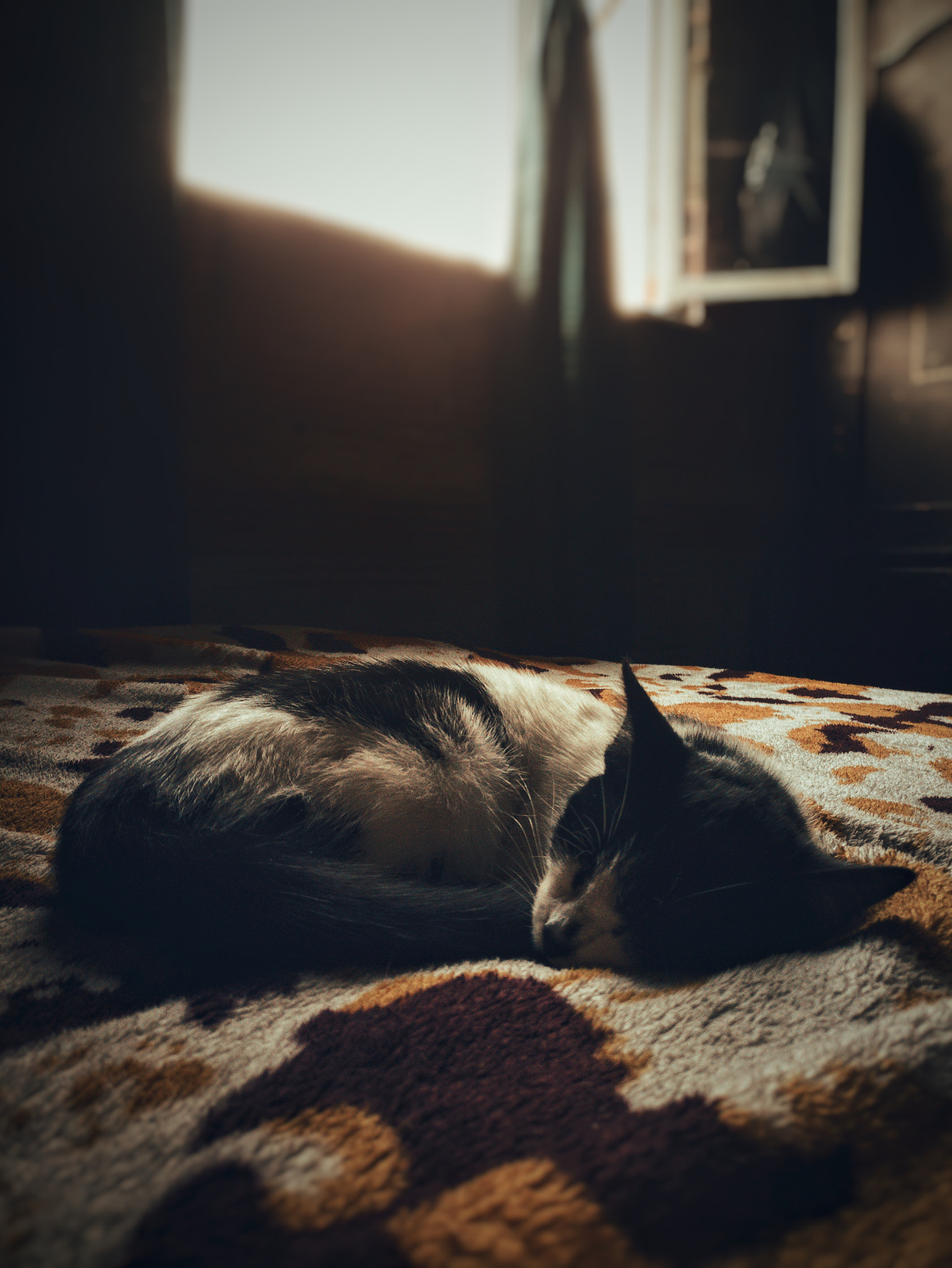 ASUS Z012DC sample photo. C a n d y photography