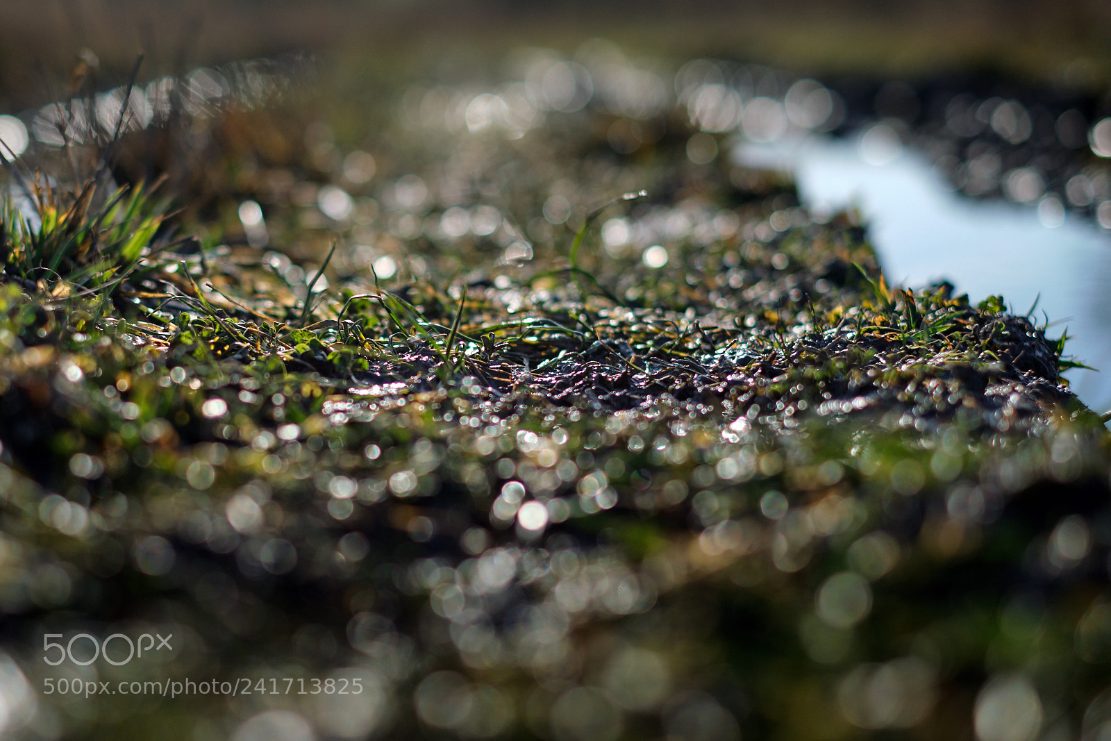 Fujifilm X-T20 sample photo. Green, wet & muddy photography
