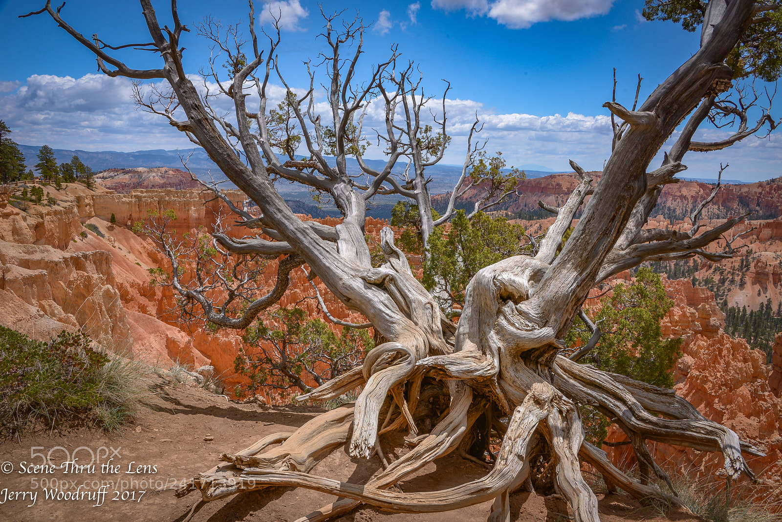 Nikon D600 sample photo. Turned and twisted photography