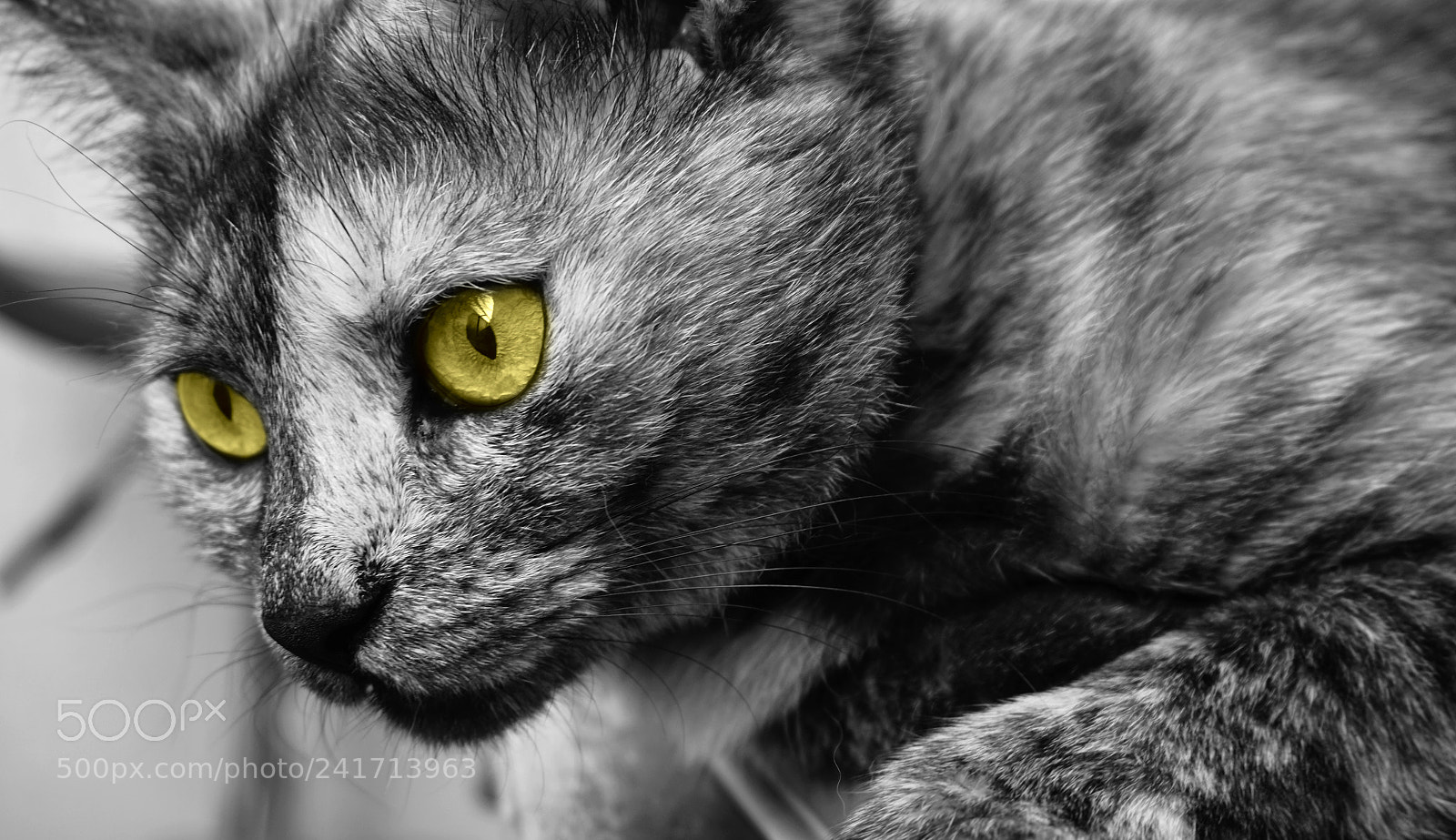 Sony Alpha a5000 (ILCE 5000) sample photo. Magical cat eyes photography