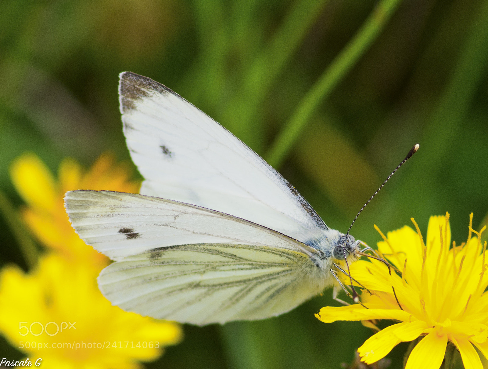 Nikon D7100 sample photo. Butterfly foraging photography