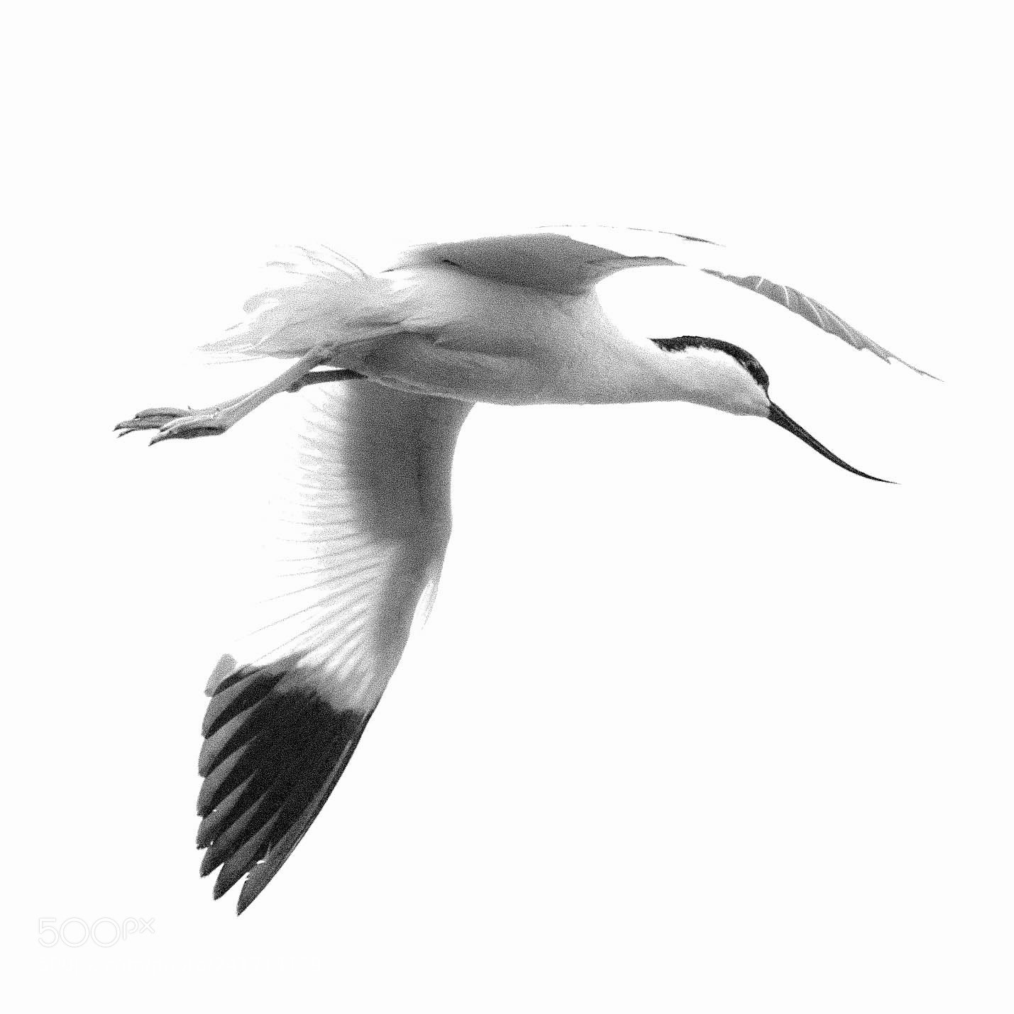 Nikon D70s sample photo. Avocet photography